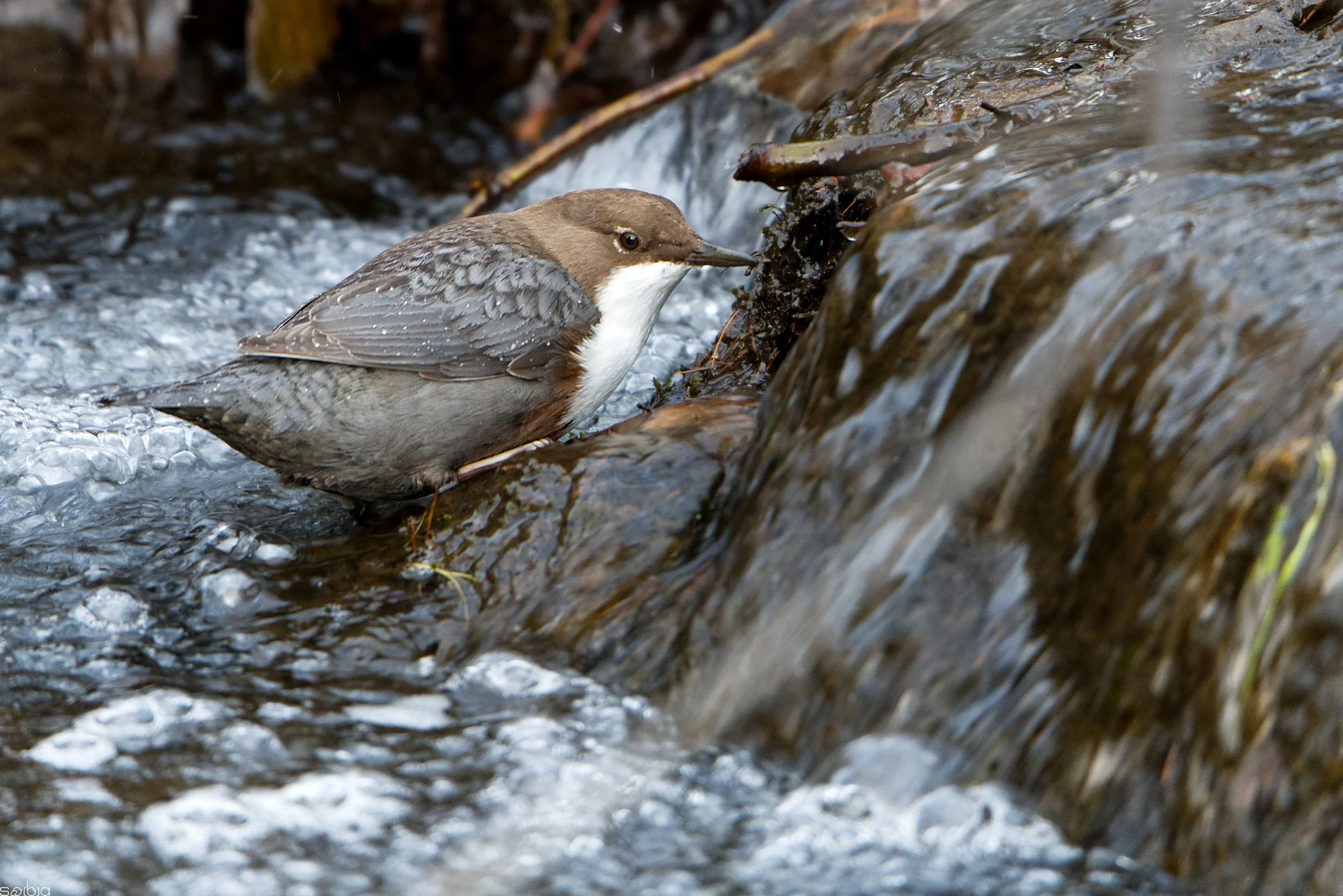 Merlo acquaiolo (Cinclus cinclus)