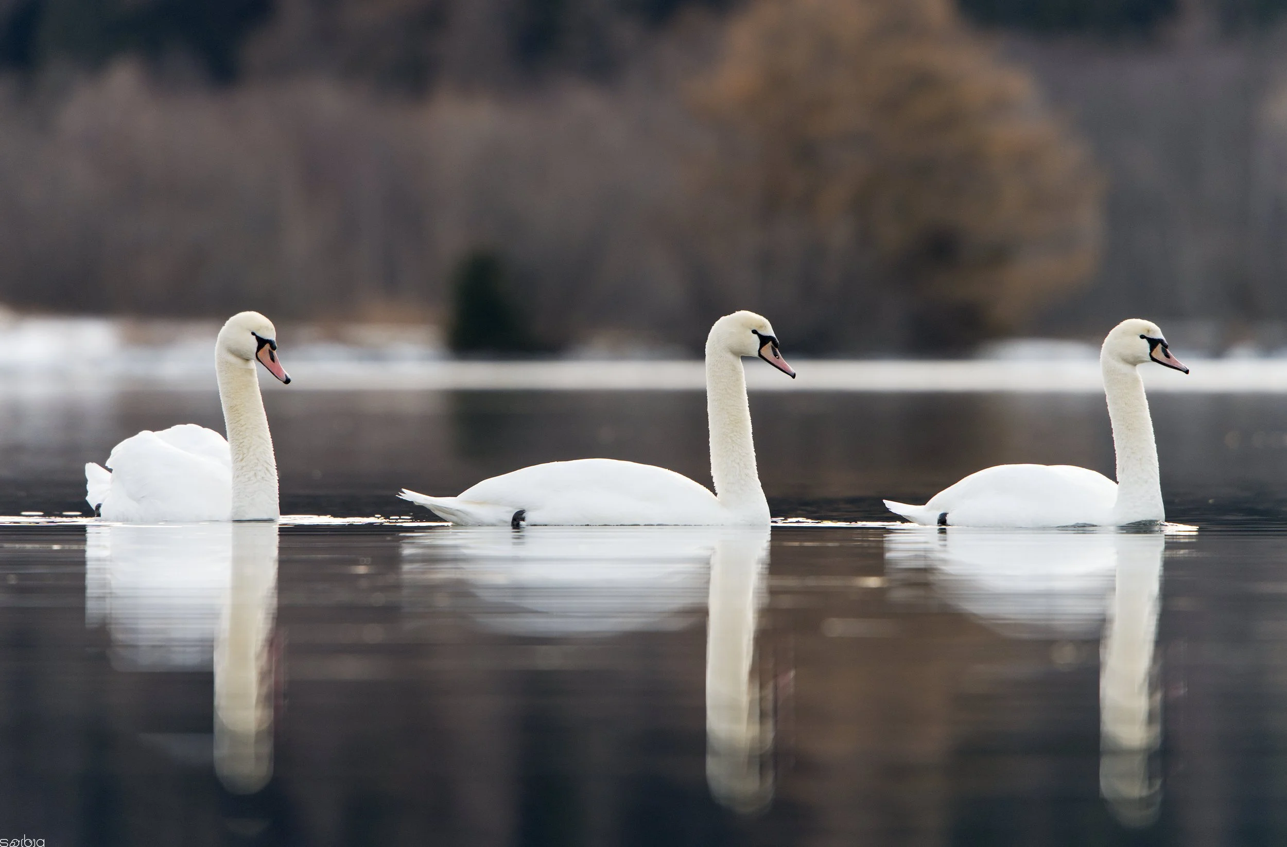 Cigni reali (Cygnus olor)
