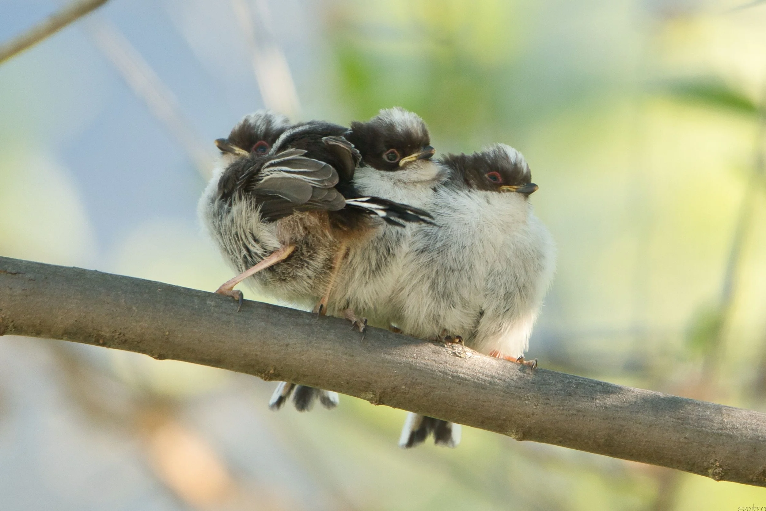 Codibugnolo (Aeghitalos caudatus)
