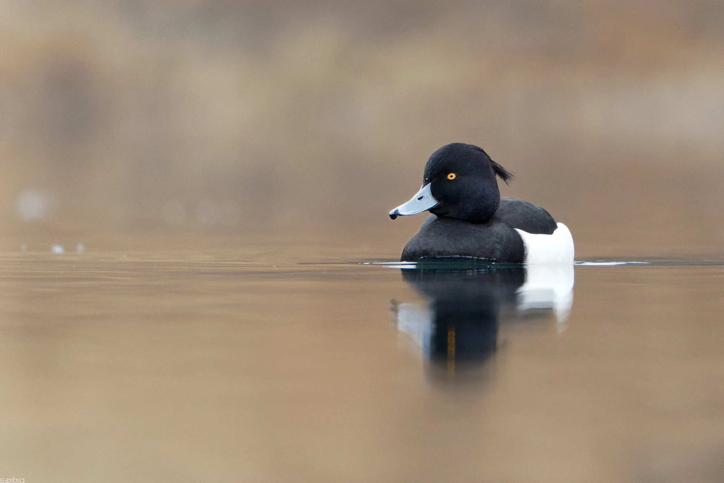 Moretta (Aythya fuligula)