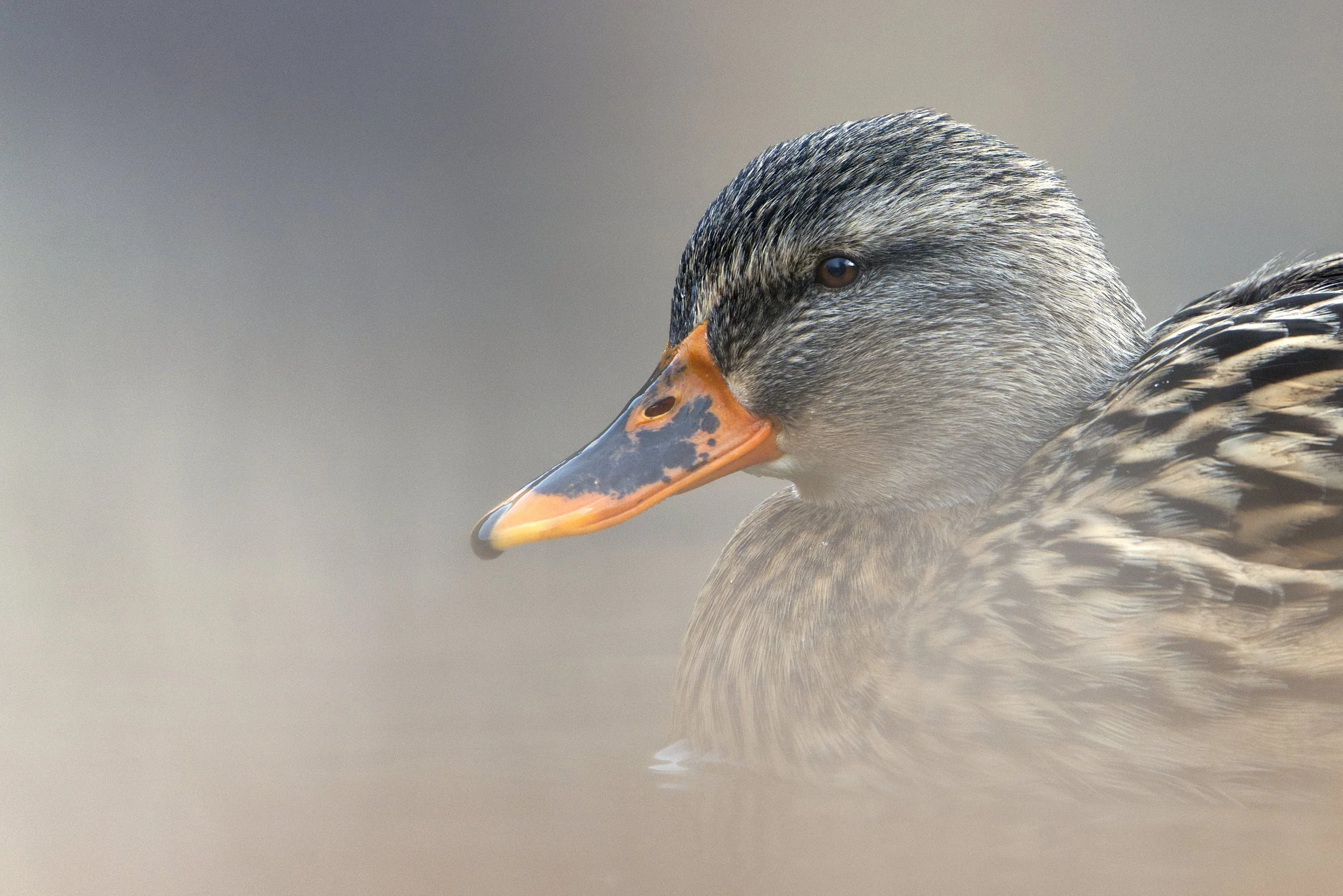 Germano reale (Anas platyrhynchos)