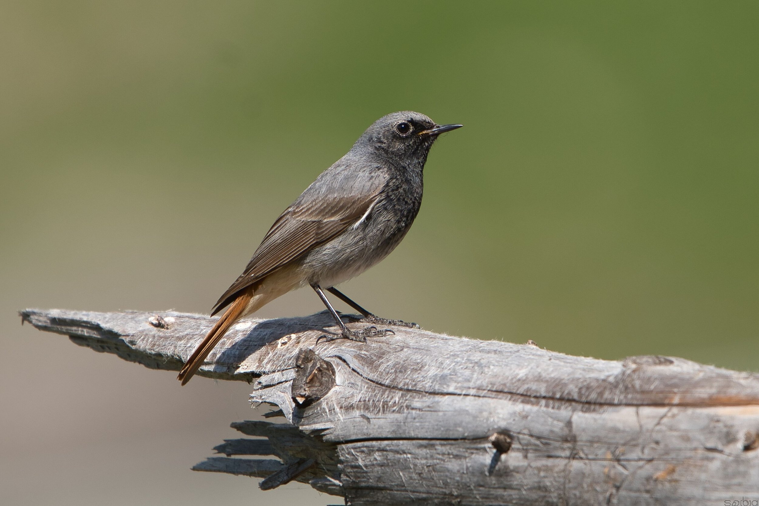 Codirosso spazzacamino (Phoenicurus phoenicurus)