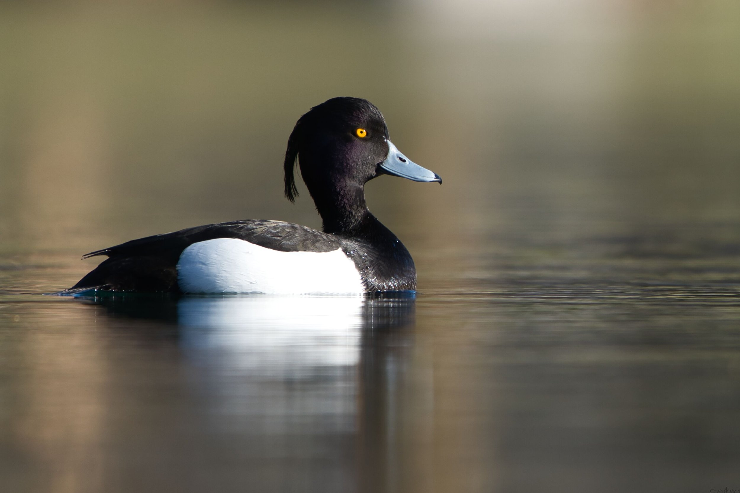 Moretta (Aythya fuligula)