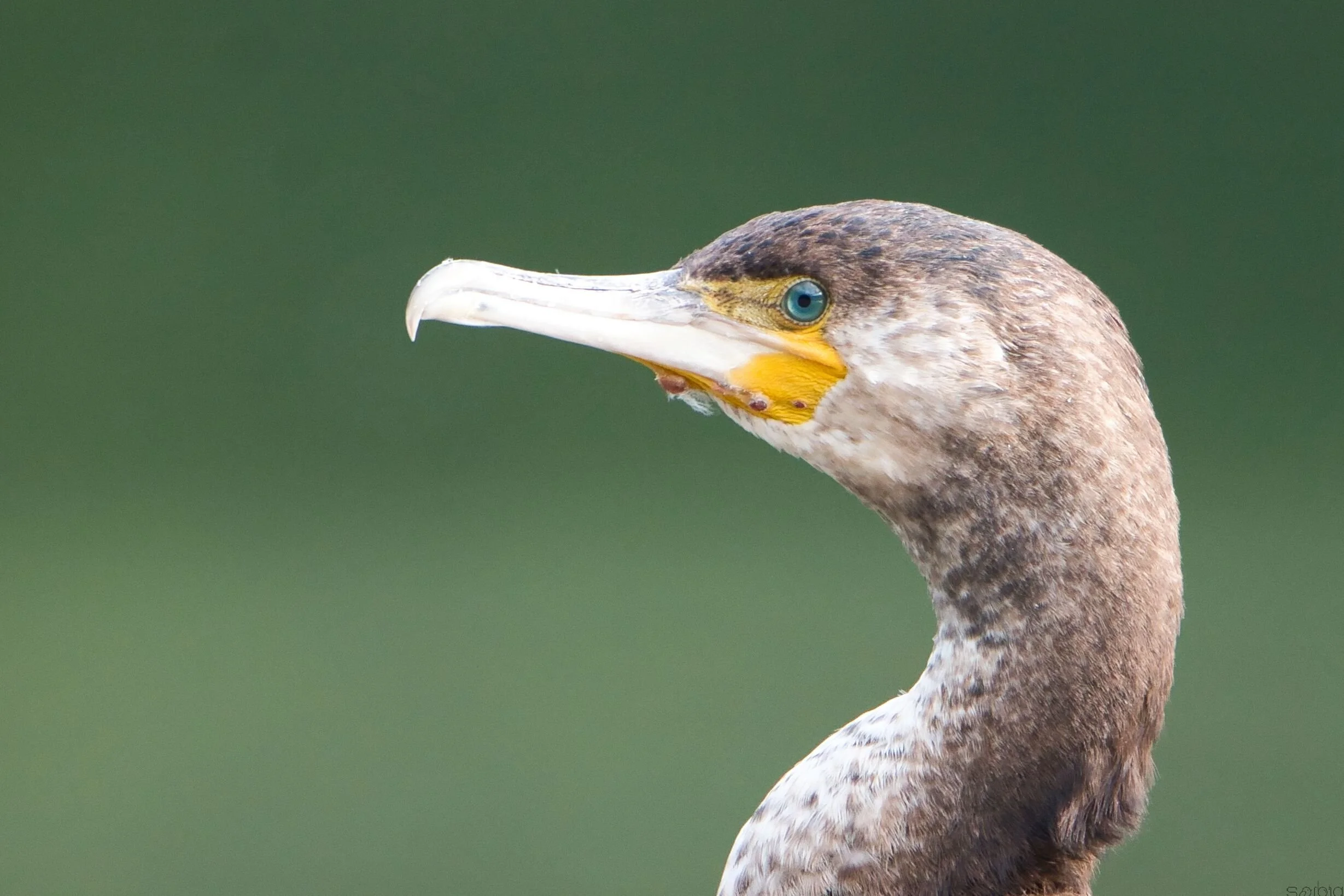 Cormorano (Phalacrocorax carbo)