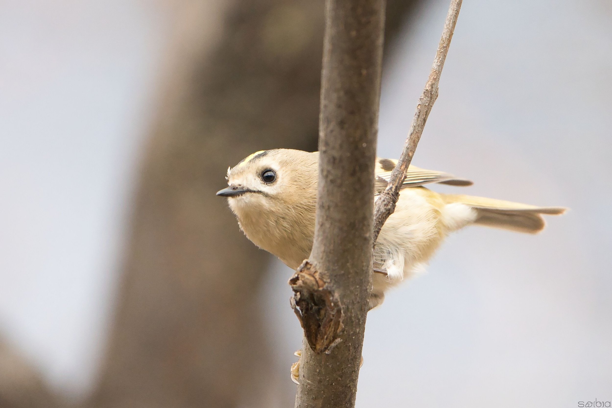 Regolo (Regulus regulus)
