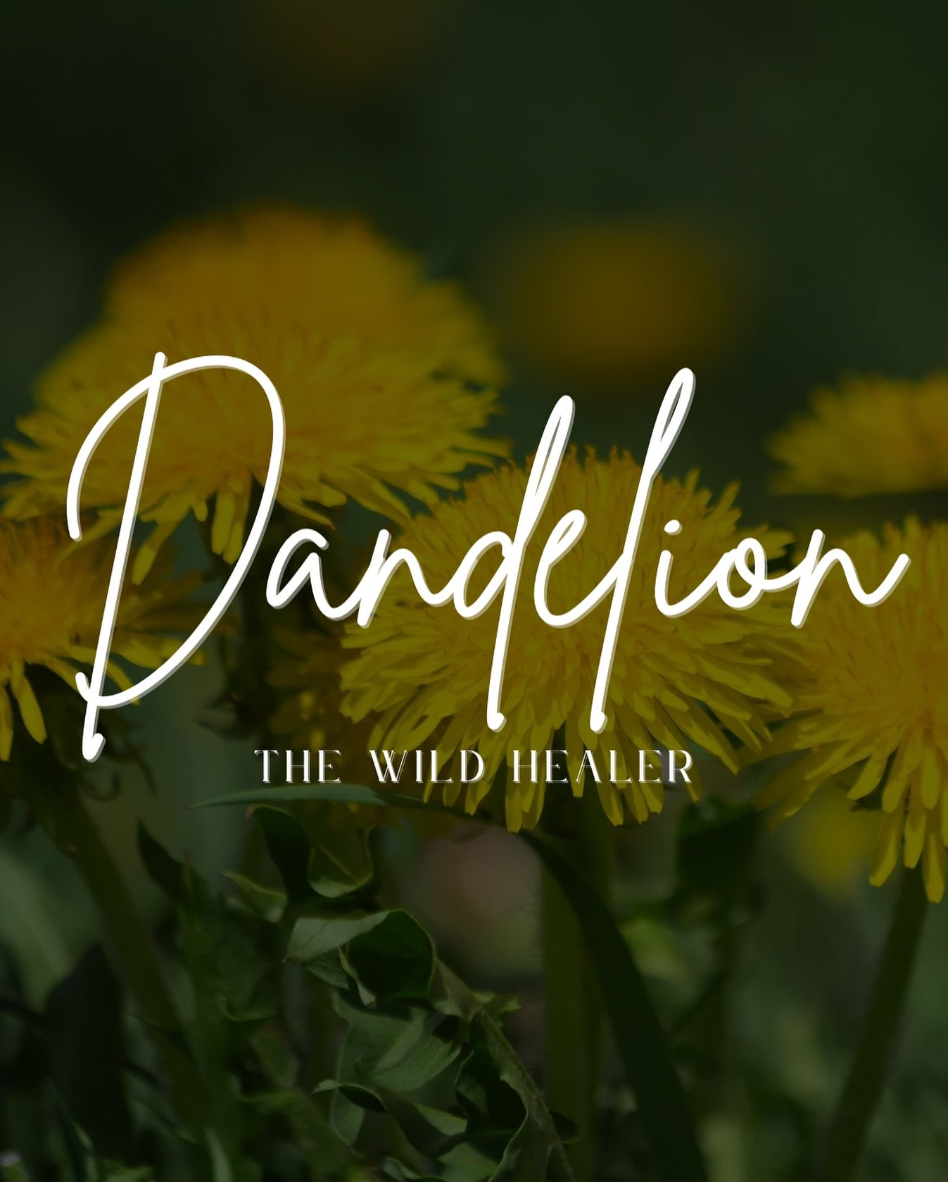 Often dismissed as just a weed, Dandelion (Taraxacum officinale) is a deeply nourishing plant packed with vitamins, minerals, and antioxidants that support whole-body wellness. 

Here&rsquo;s why you should embrace this wild healer:

🌼 Dandelion roo