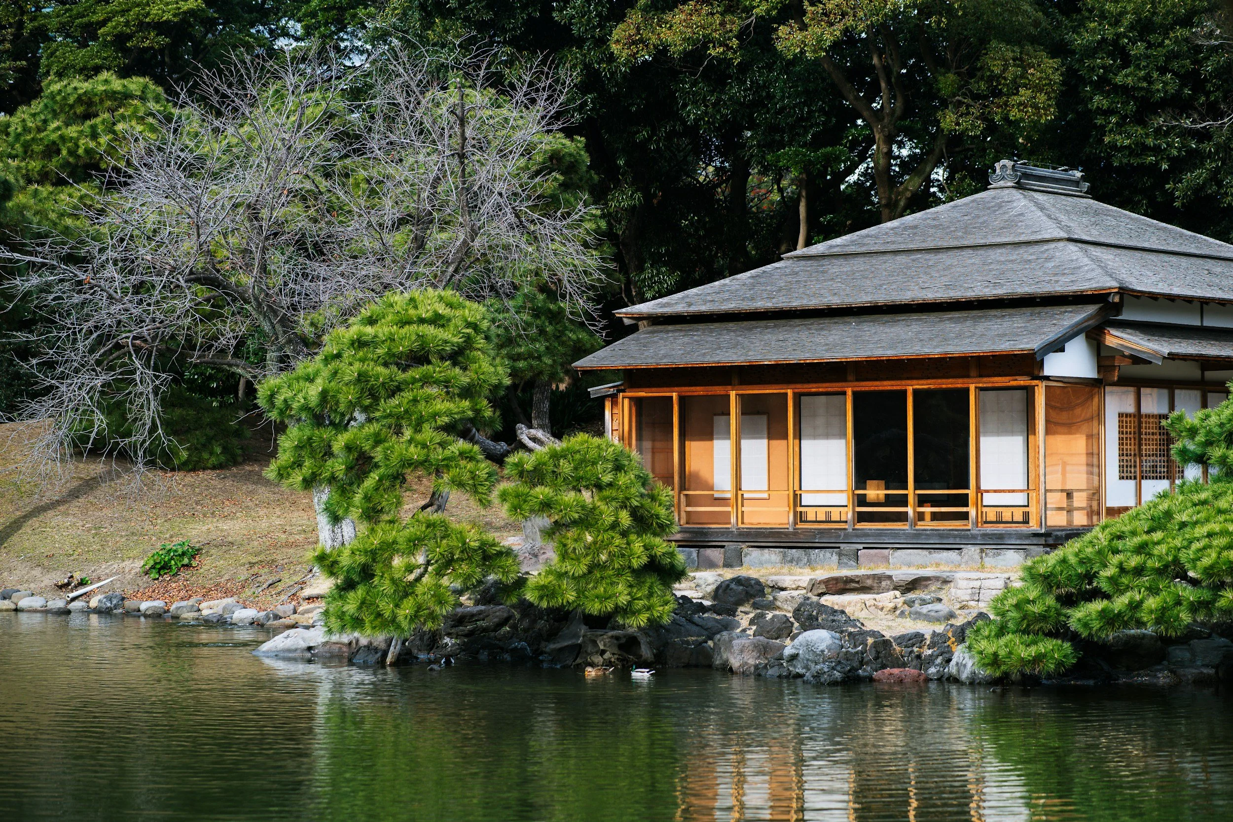 A traditional Japanese house by a pond, surrounded by green trees and shrubs, with a barren tree in the background.