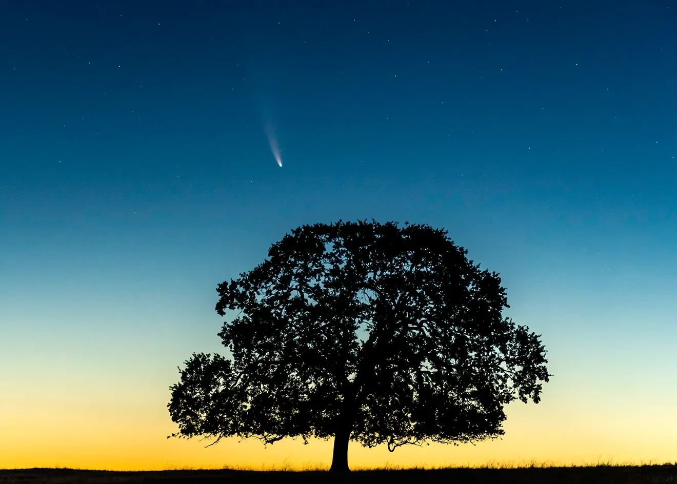 Comet above an oak tree in the dusk sky.