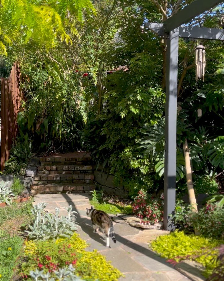Surrey Hills Backyard Paradise 🌿🌺

From skateboard ramps and trampolines to in-ground pools and lounge chairs, this backyard has seen it all. It&rsquo;s a space that has evolved with time&mdash;first landscaped (three times over) by my dad, then re