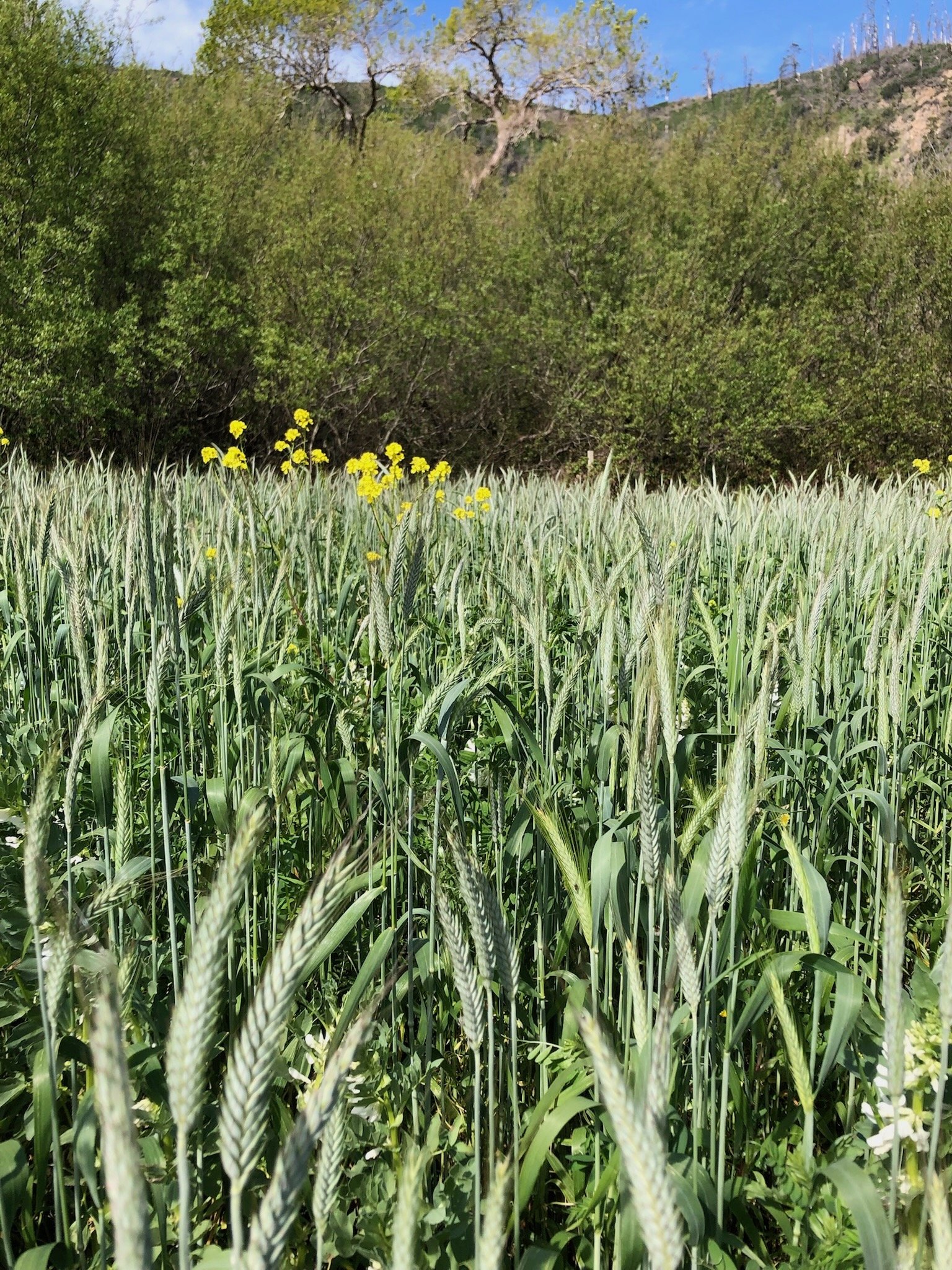 Winter Cover Crops at Opal Creek Farm