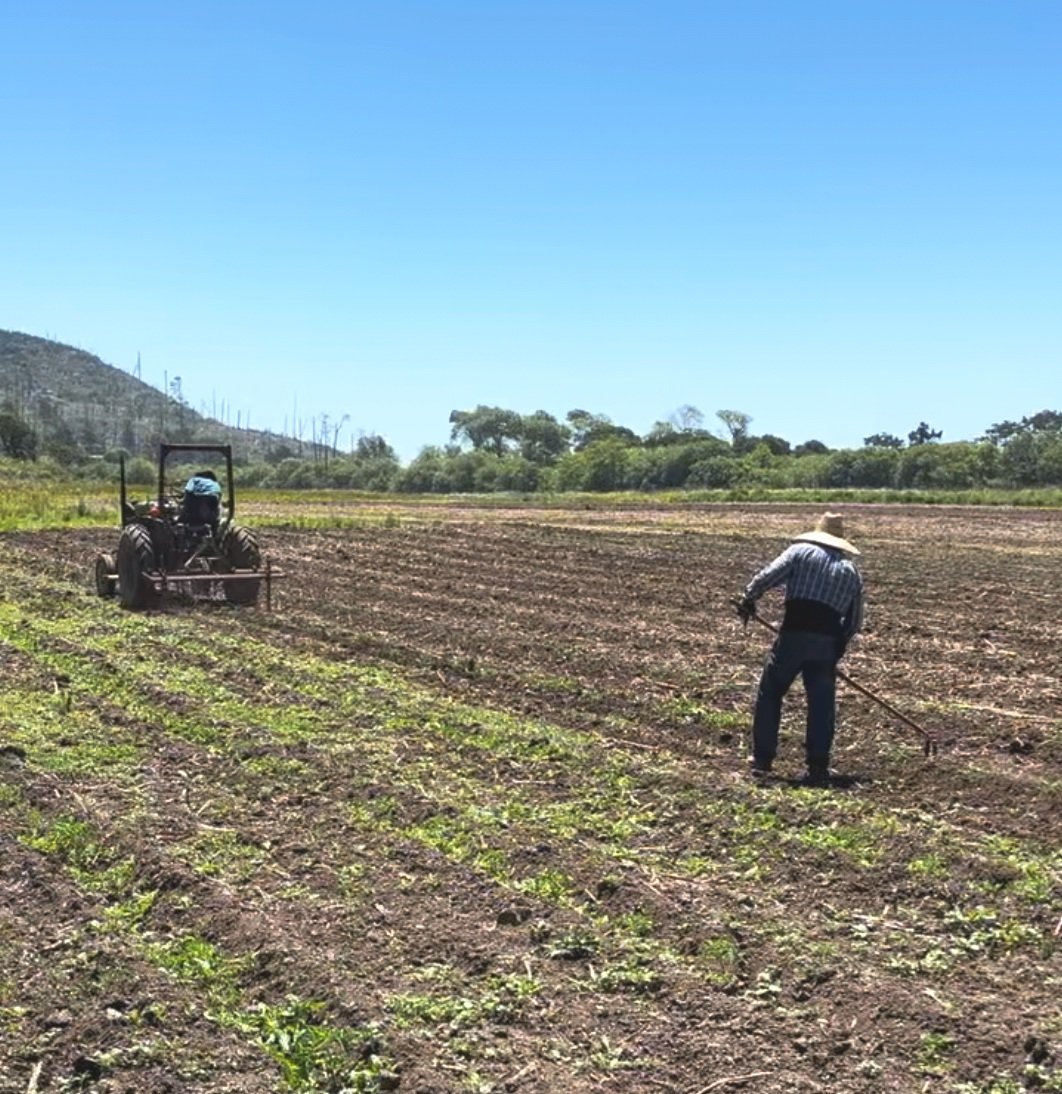 Weeds on the Farm After Planting