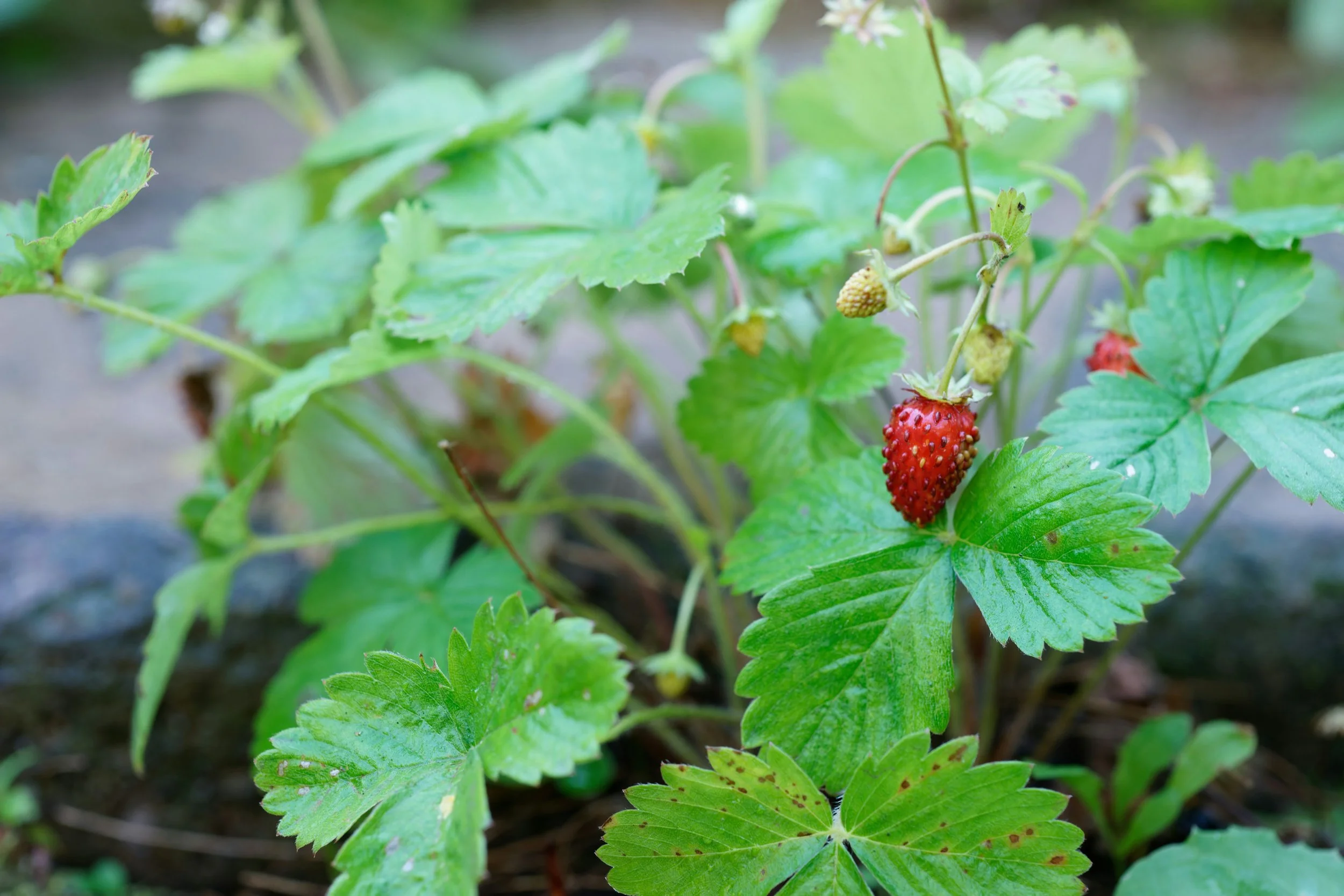 Preparing Strawberry Beds