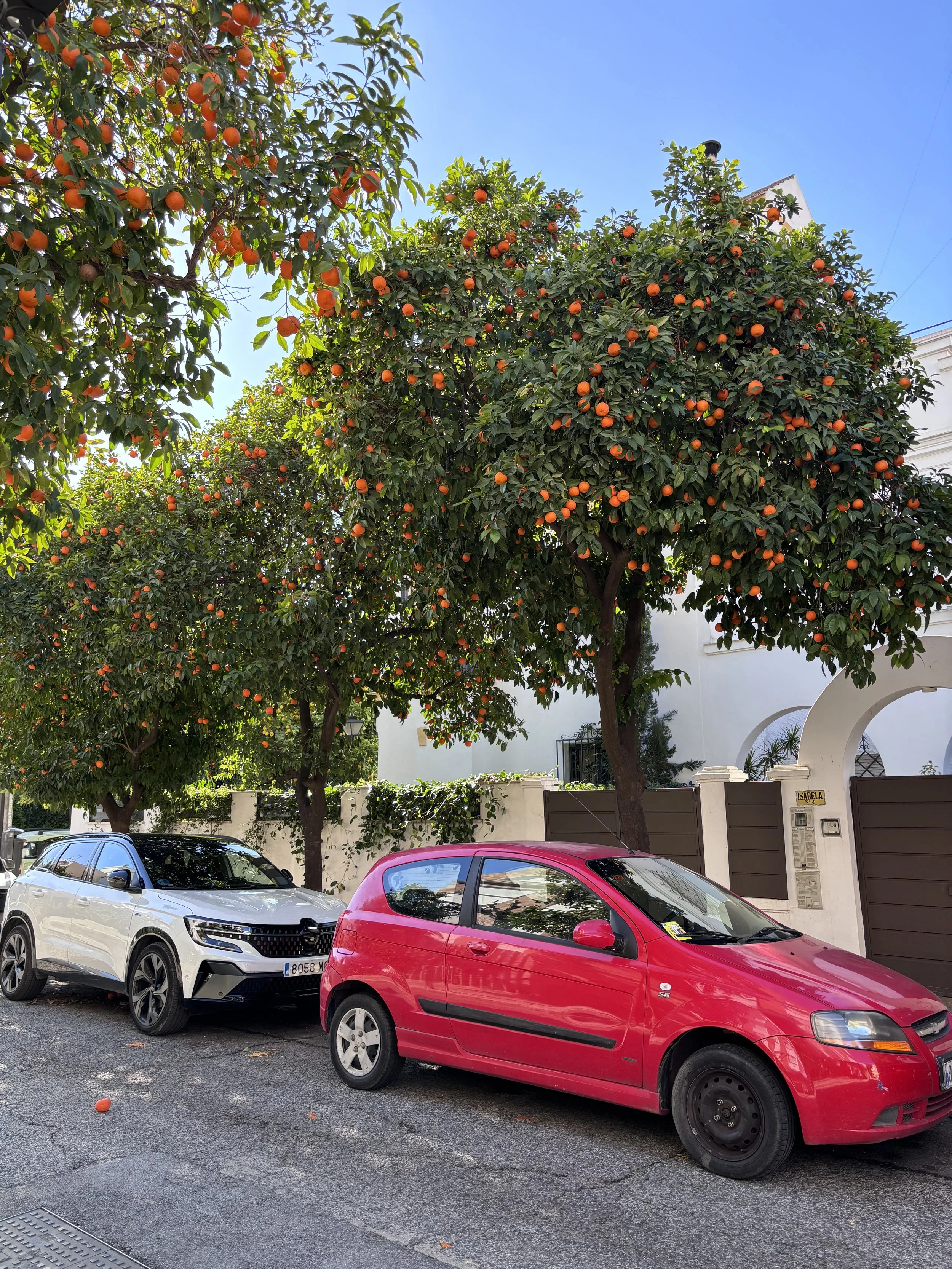 oranges in sevilla, spain