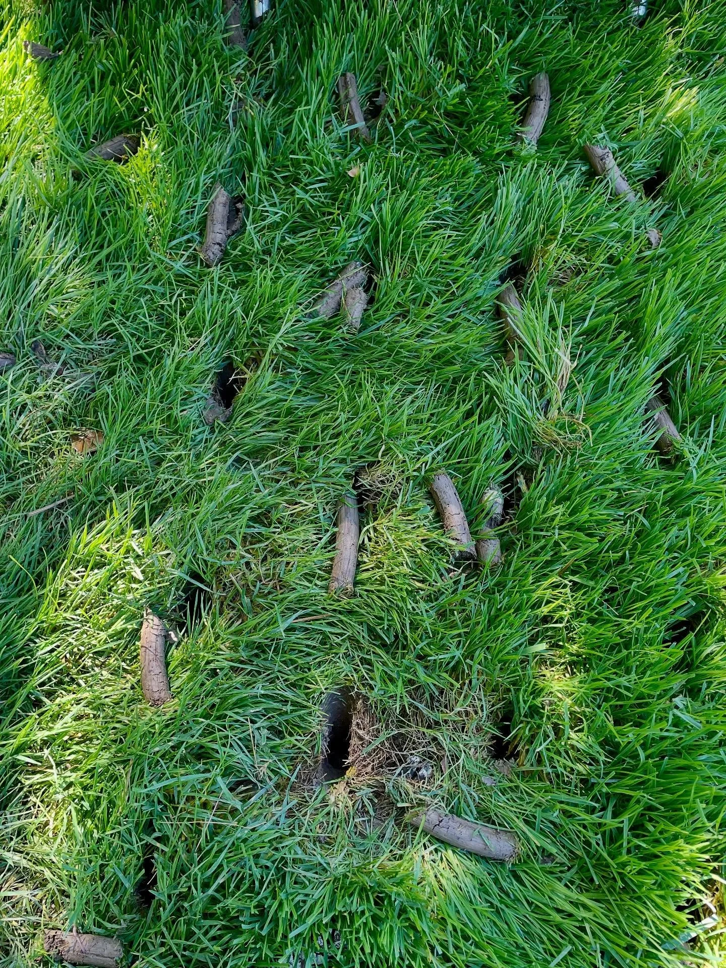 Core aeration + overseeding = stronger, greener grass 🌾 #aeration #seed #seeding #aerationandoverseeding #fall #lawn #grass