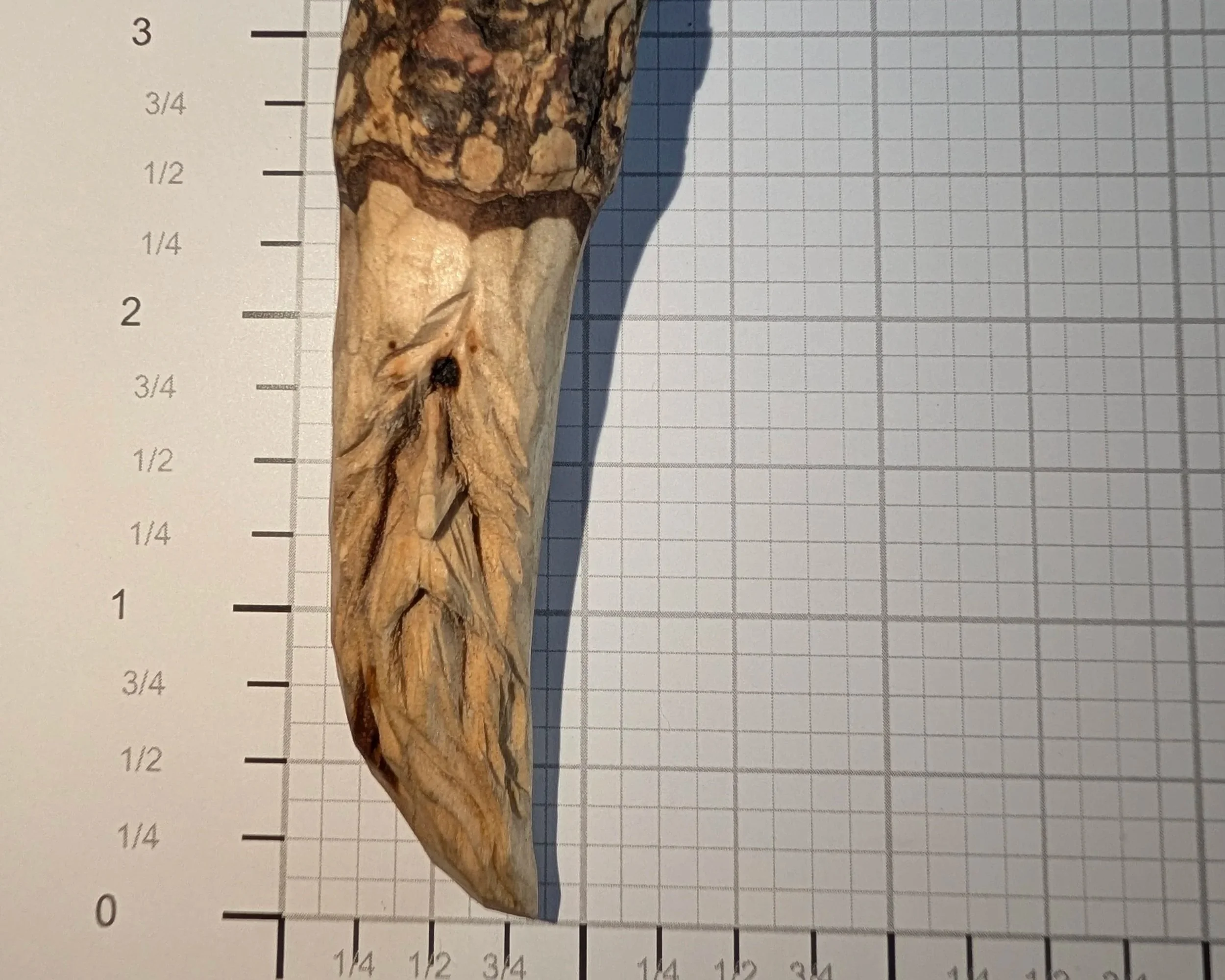 Allen Goodman Original Tree Sprit (lil one)