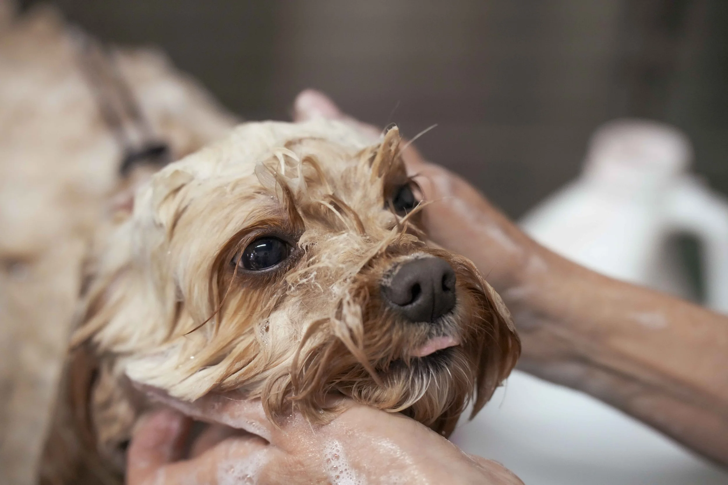 Claws and Paws Clayton - Shelby Haugen Photography April 2025-12.jpg