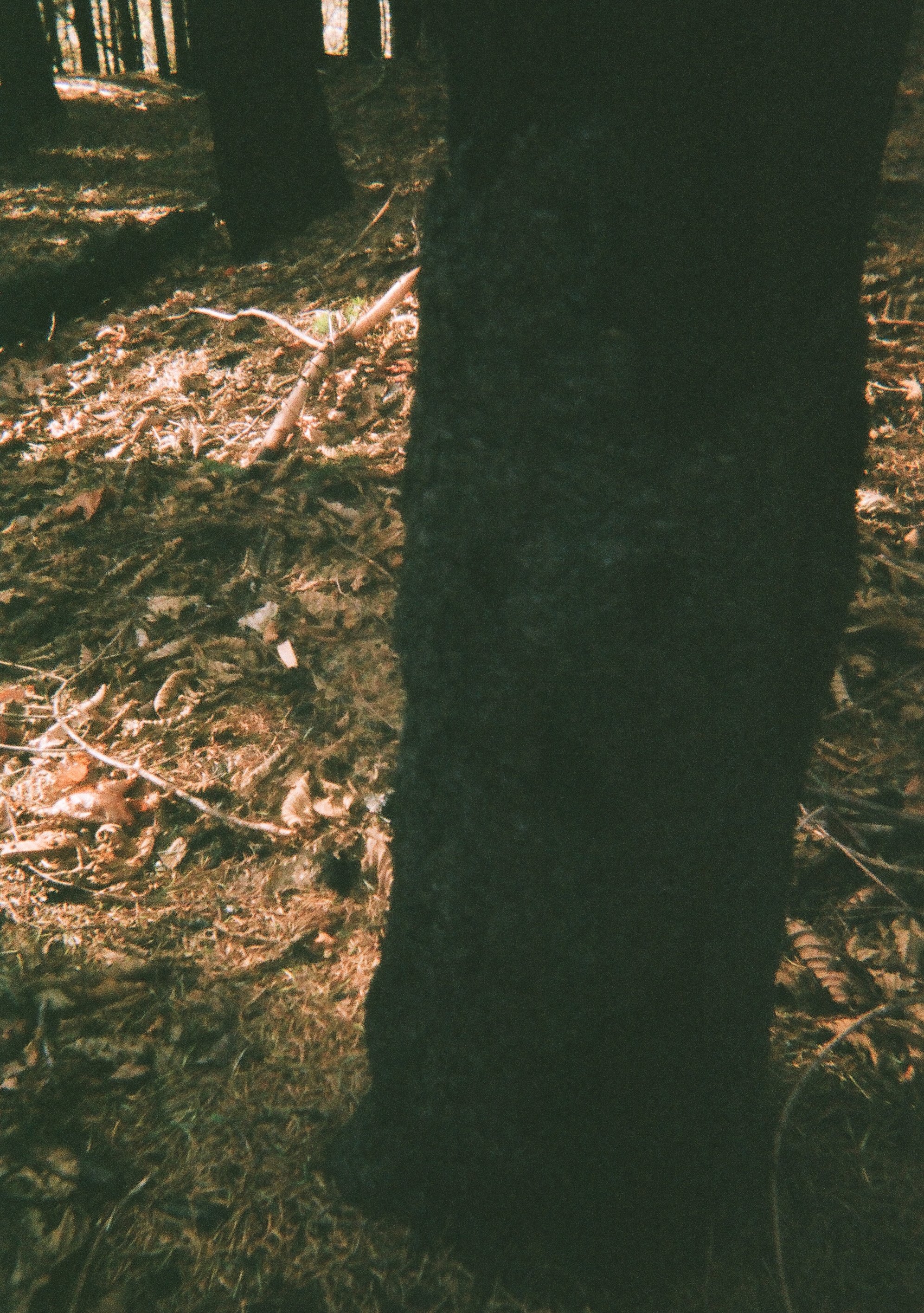 meristem photos8.jpg