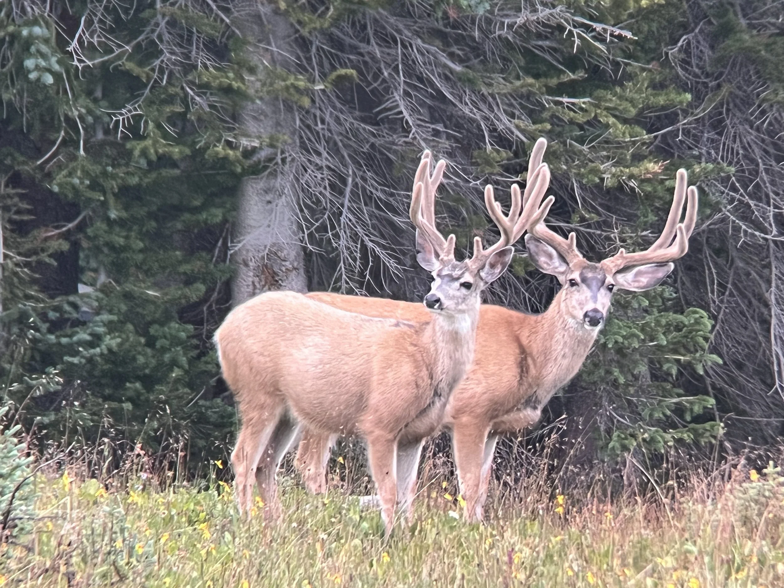 Old Time Outfitting Mule Deer bucks