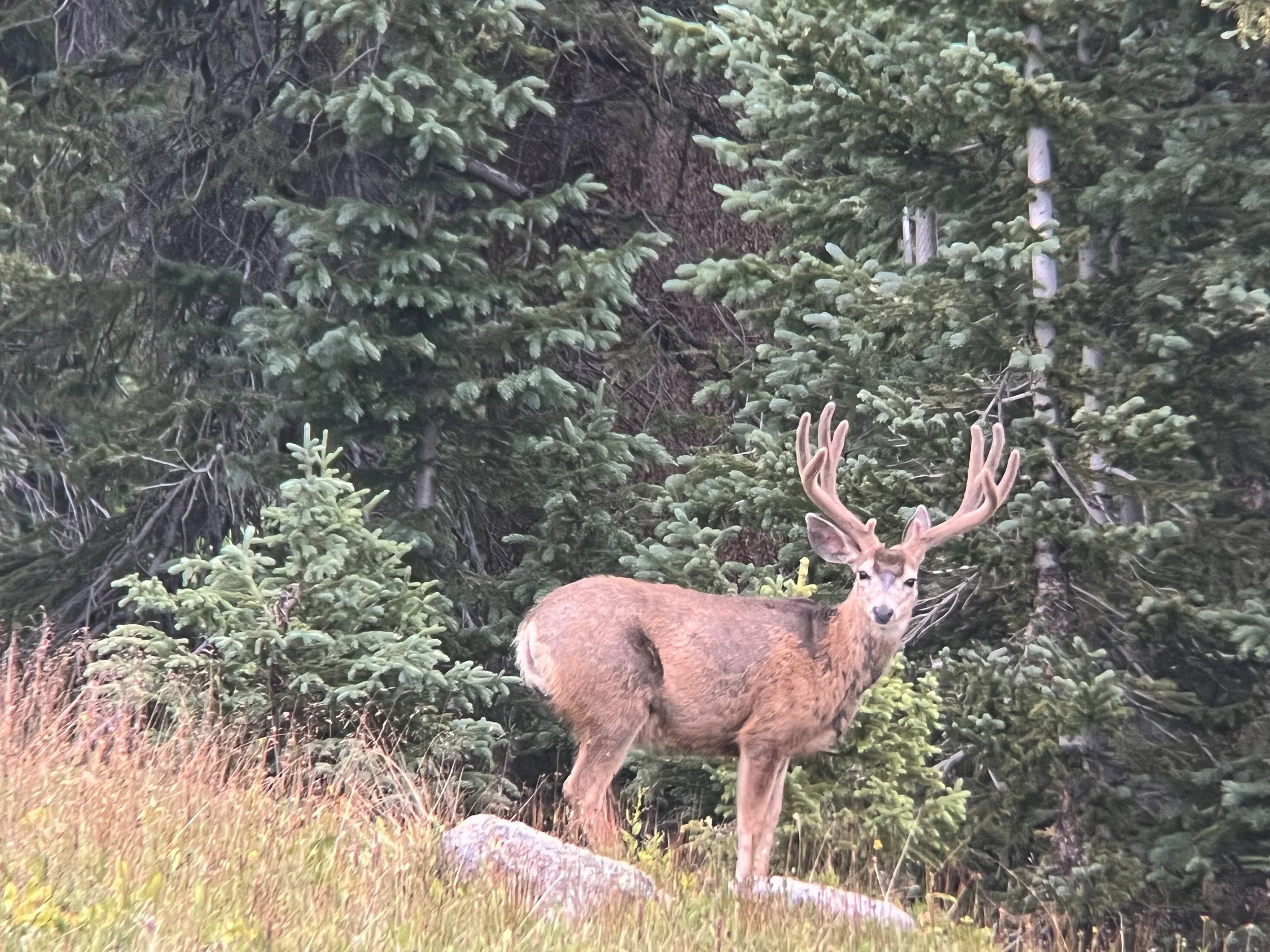 Old Time Outfitting Mule deer velvet buck high