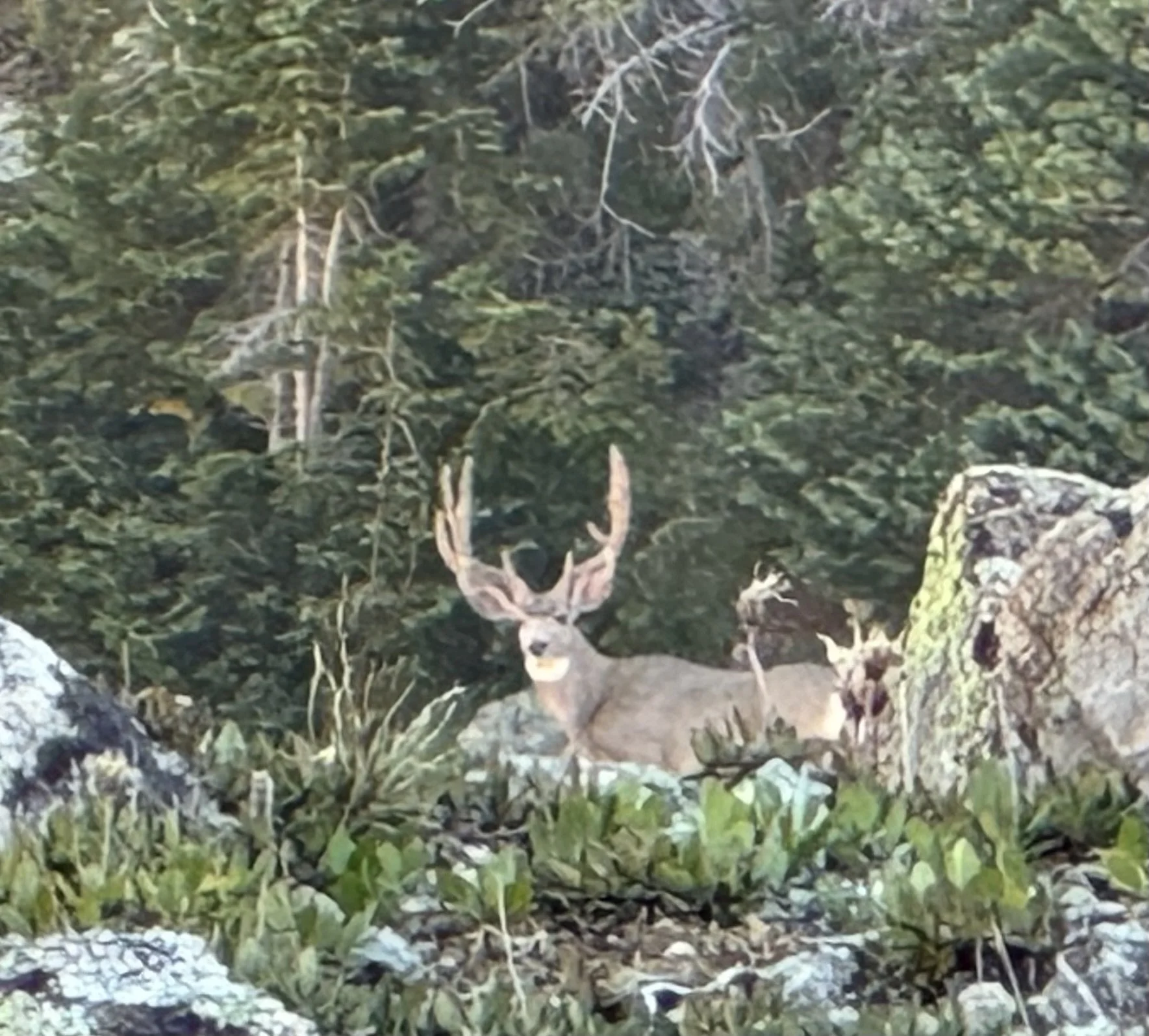 Old Time Outfitting Mule Deer high country hunt