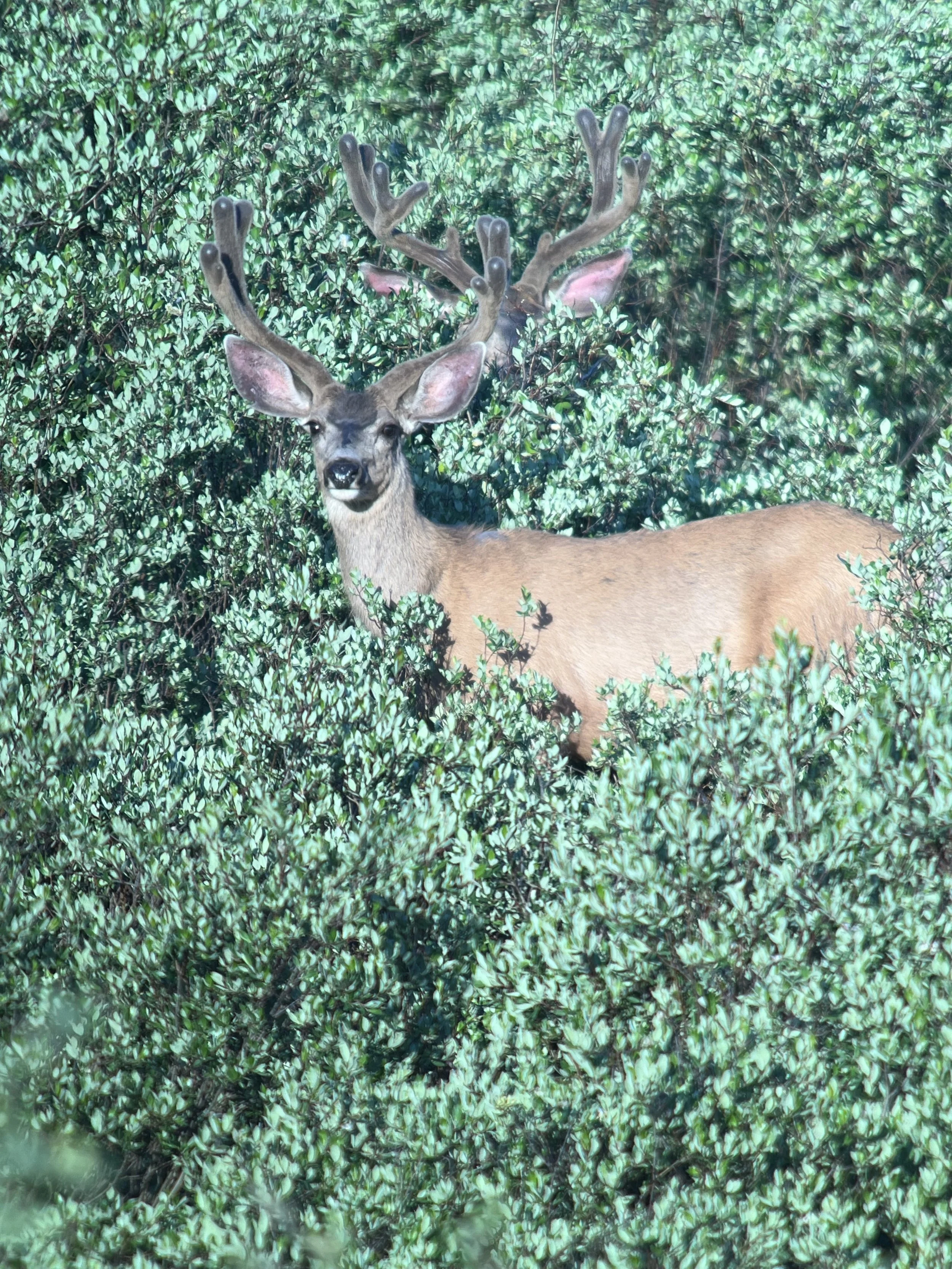 Old Time Outfitting Mule deer velvet Buck
