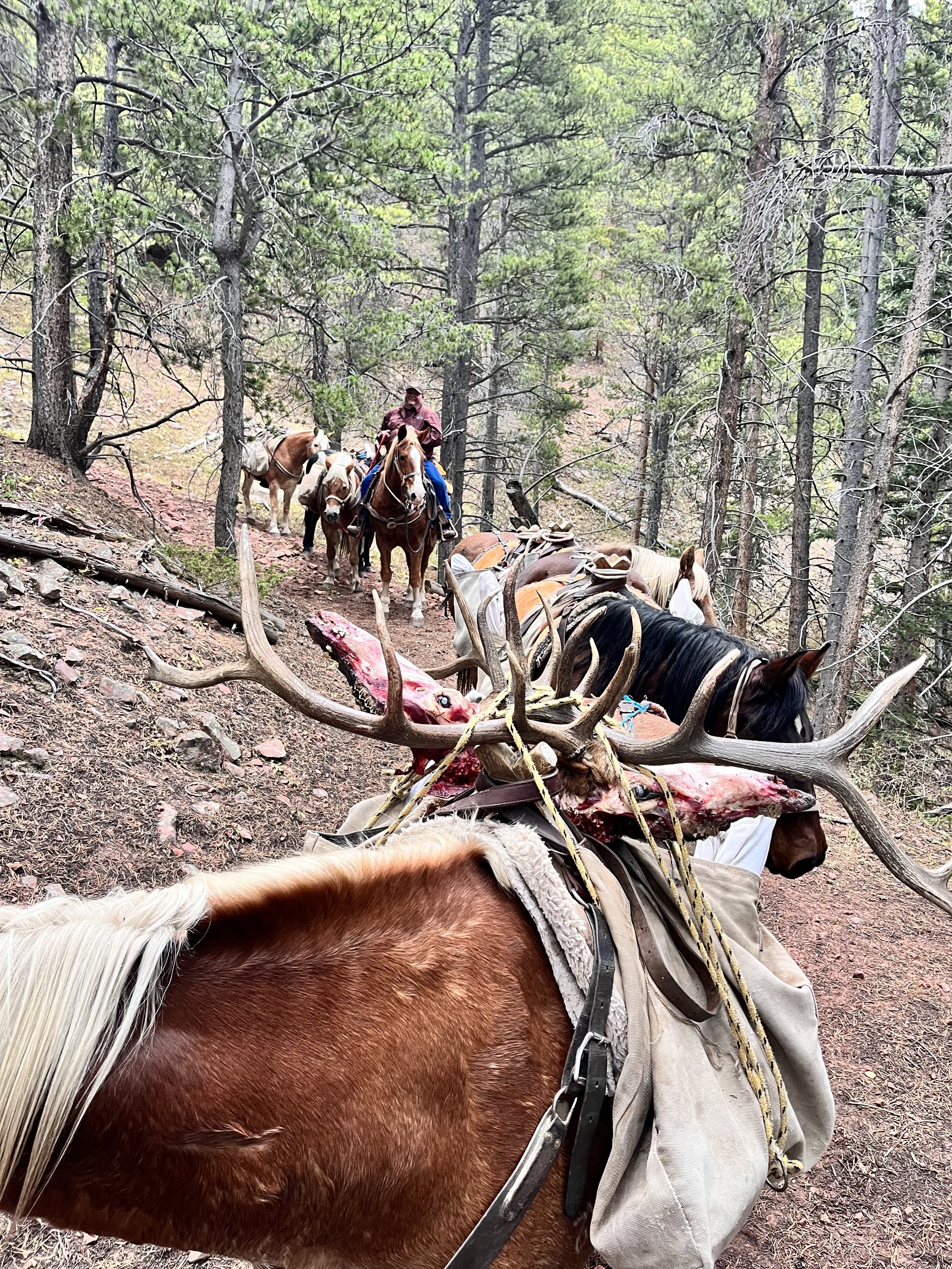 Outfitter gmu 444, drop camp, Old Time Outfitting