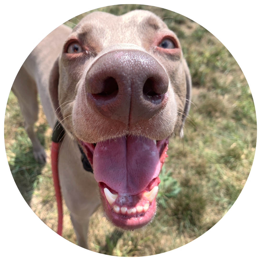 A silver Weimaraner breed dog smiling at the camera