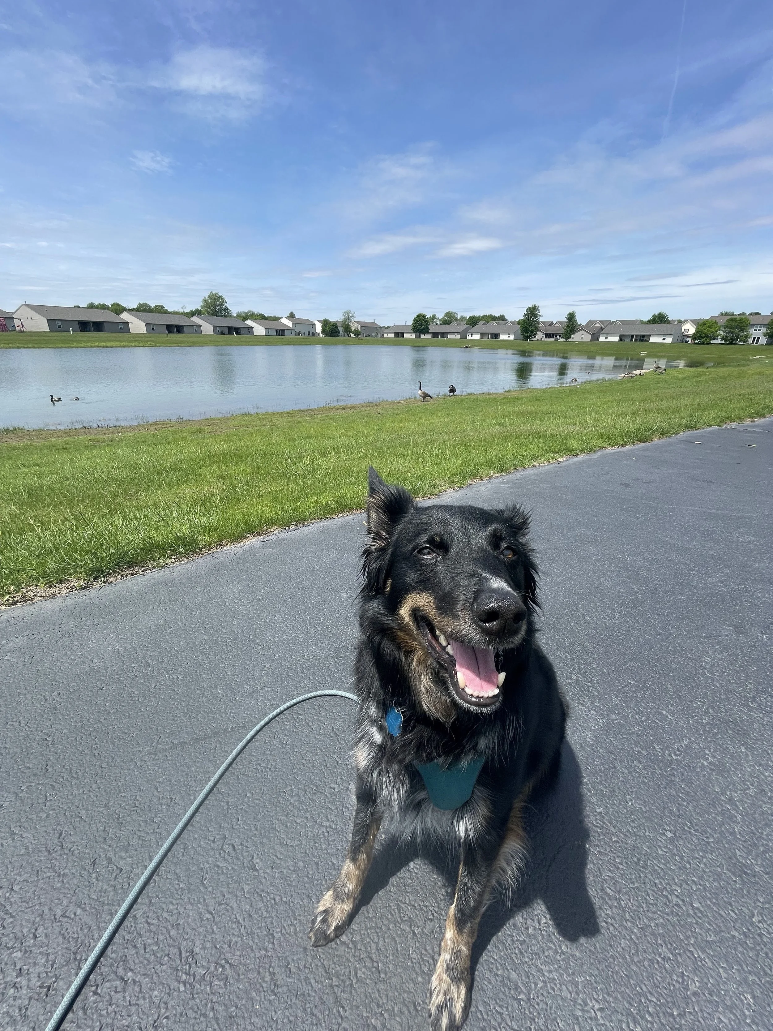 Walk Your Doggo pet parent review with a photo of a dark brown border collie dog sitting with a leash on in front of a pond.