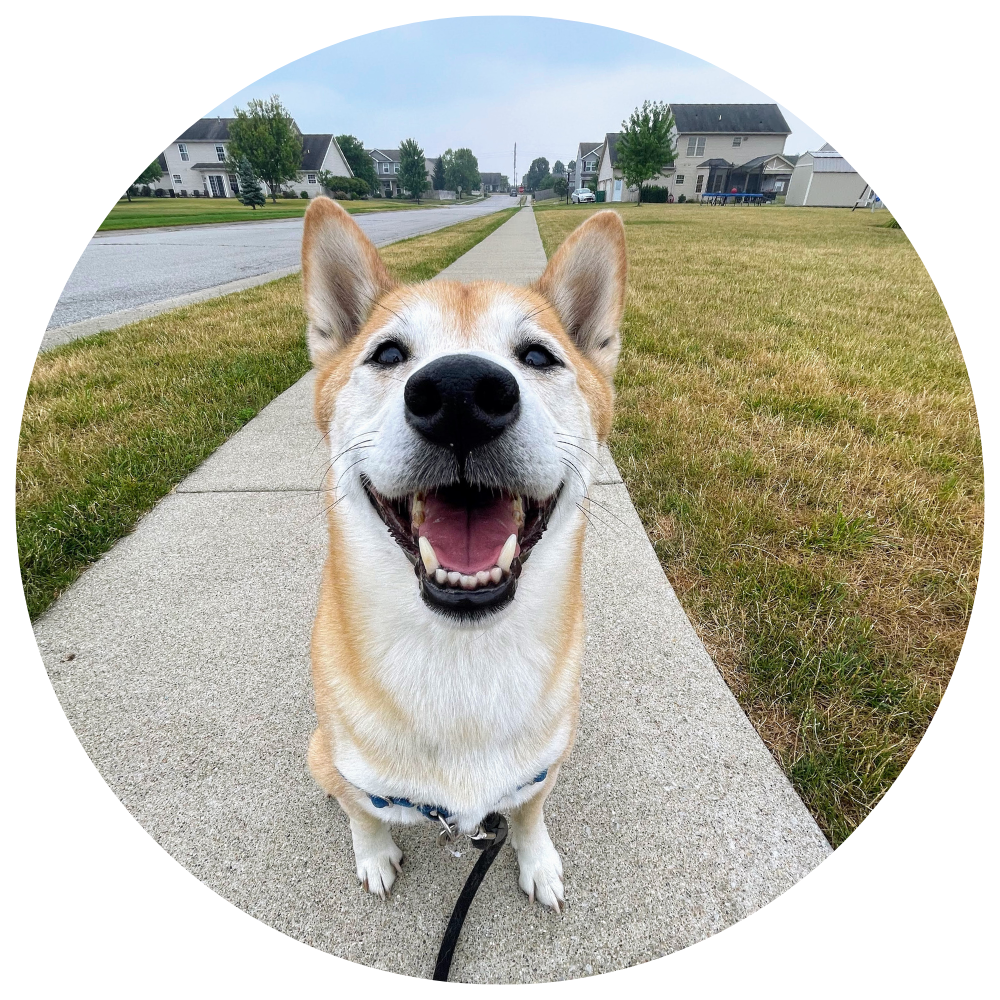A blonde and white Shiba Inu dog sitting with a blue harness and black leash smiling at the camera in front of a blue sky.