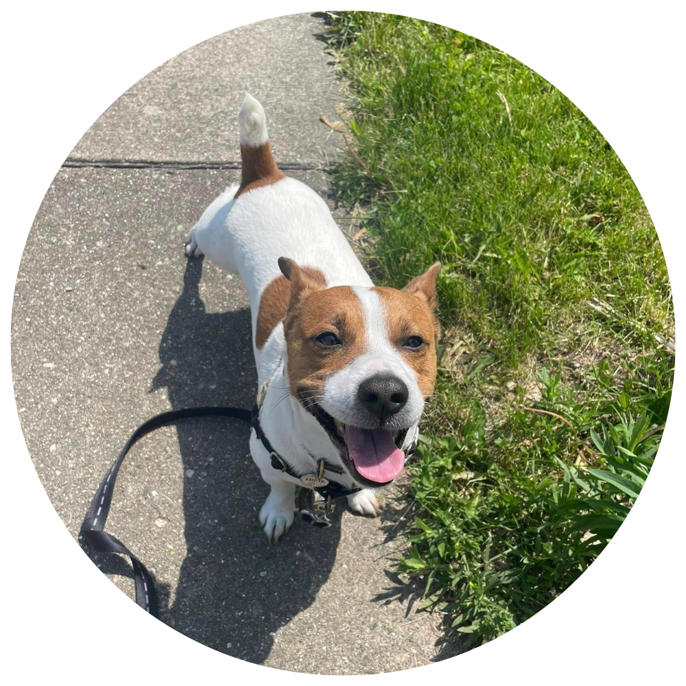 A small Jack Russel Terrier breed dog wearing a black harness looking up at the camera smiling.