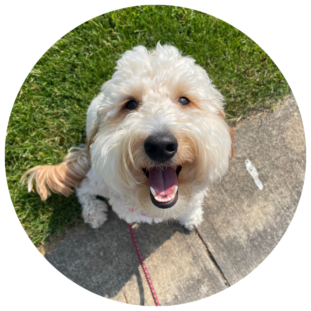 A white and brown Doodle breed dog sitting while on a walk smiling at the camera.