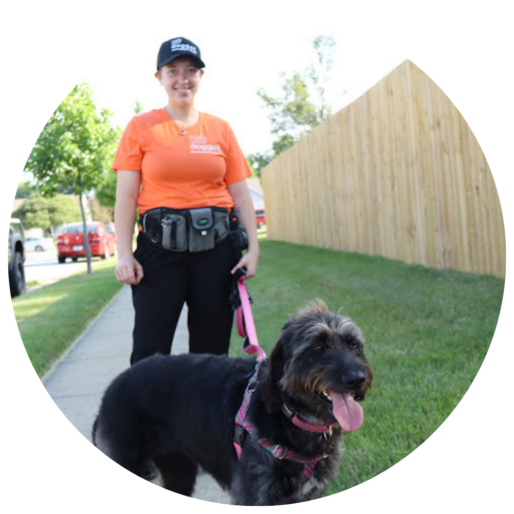 Walk Your Doggo pet caretaker dressed in a branded uniform consisting of an orange shirt, black hat and waist belt, walking a brown and white Doodle breed dog.