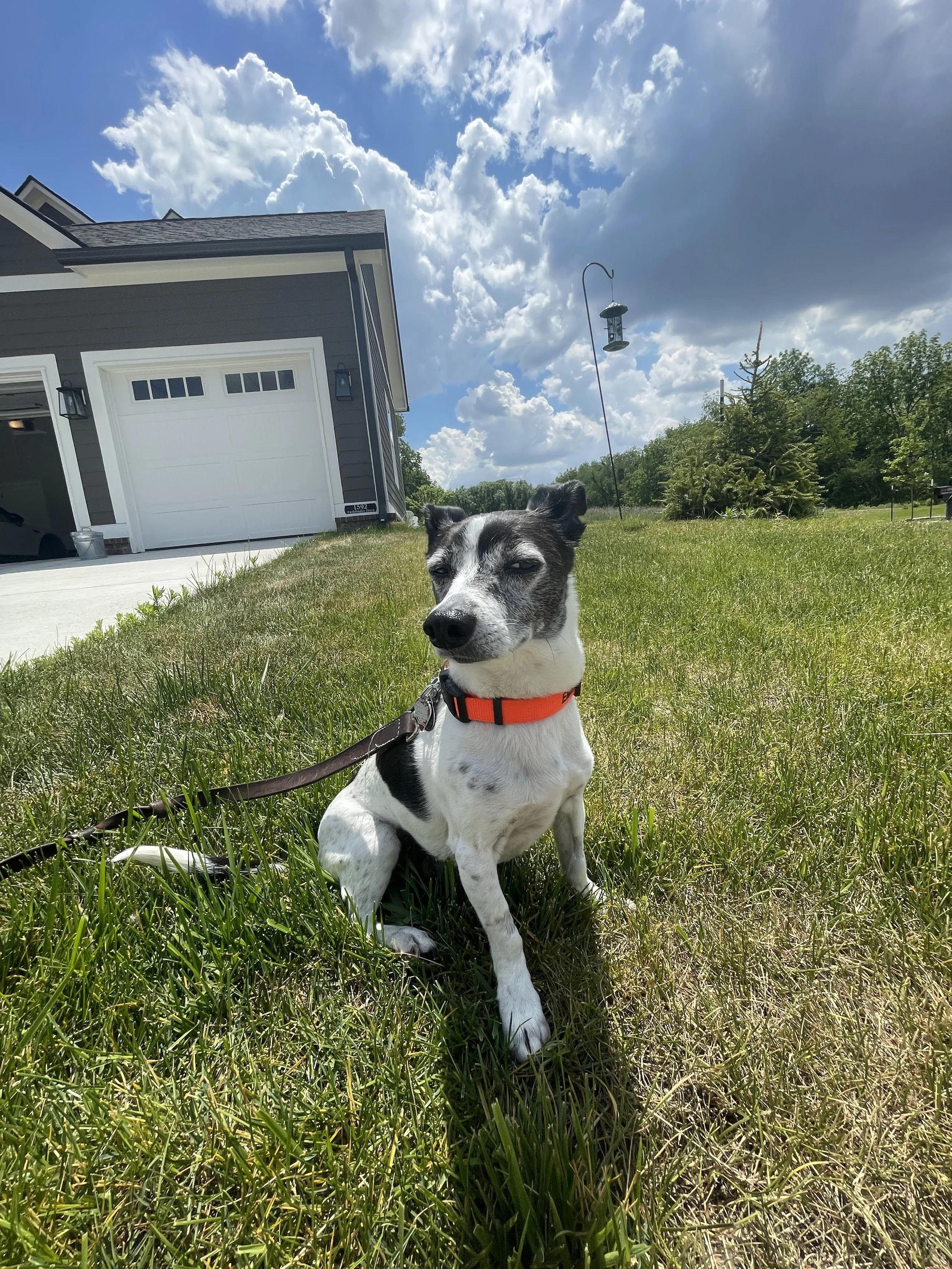 Walk Your Doggo pet parent review with a photo of a small black and white dog sitting on green grass in front of a house on a sunny day.