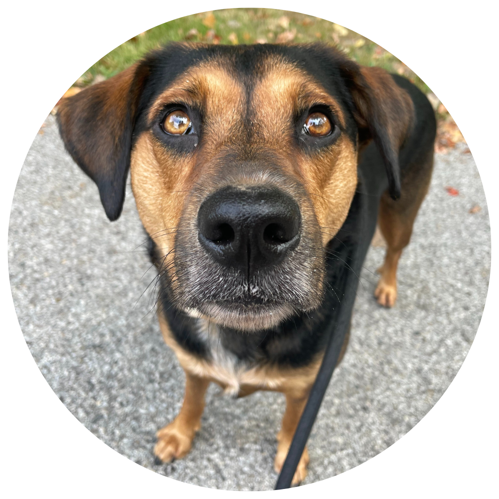 A black and brown dog with big brown eyes and a black leash on a walk.