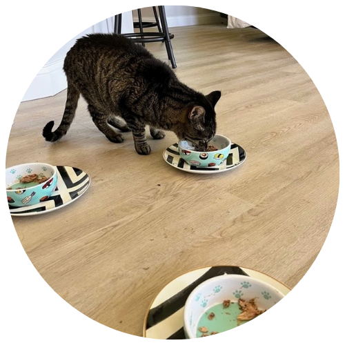 A cat on the floor eating tuna out of a bowl on top of a plate, next two two other cat bowls with tuna.