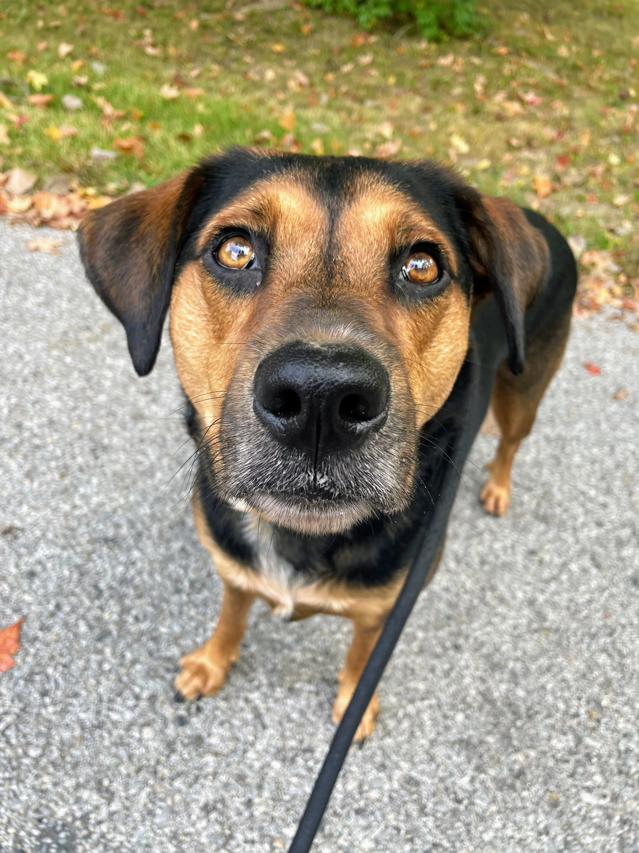 Walk Your Doggo pet parent review with a photo of a brown and white dog.