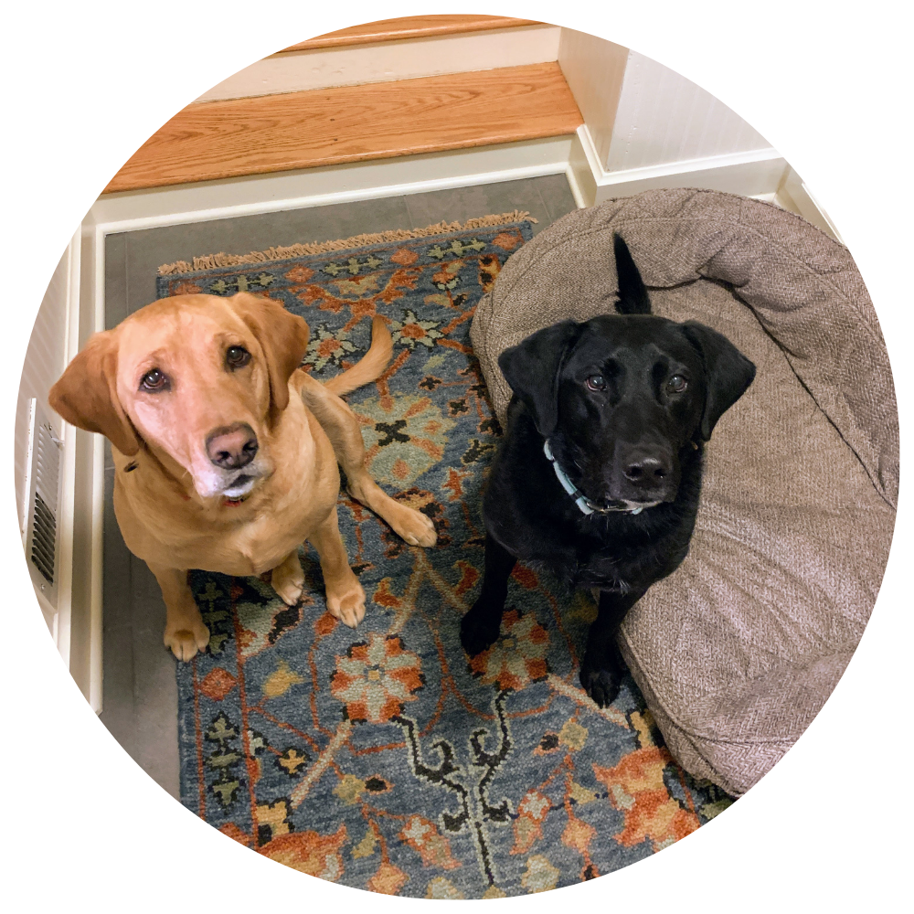 Two lab breed dogs, one yellow and one black, sitting next to each other looking up waiting for treats.