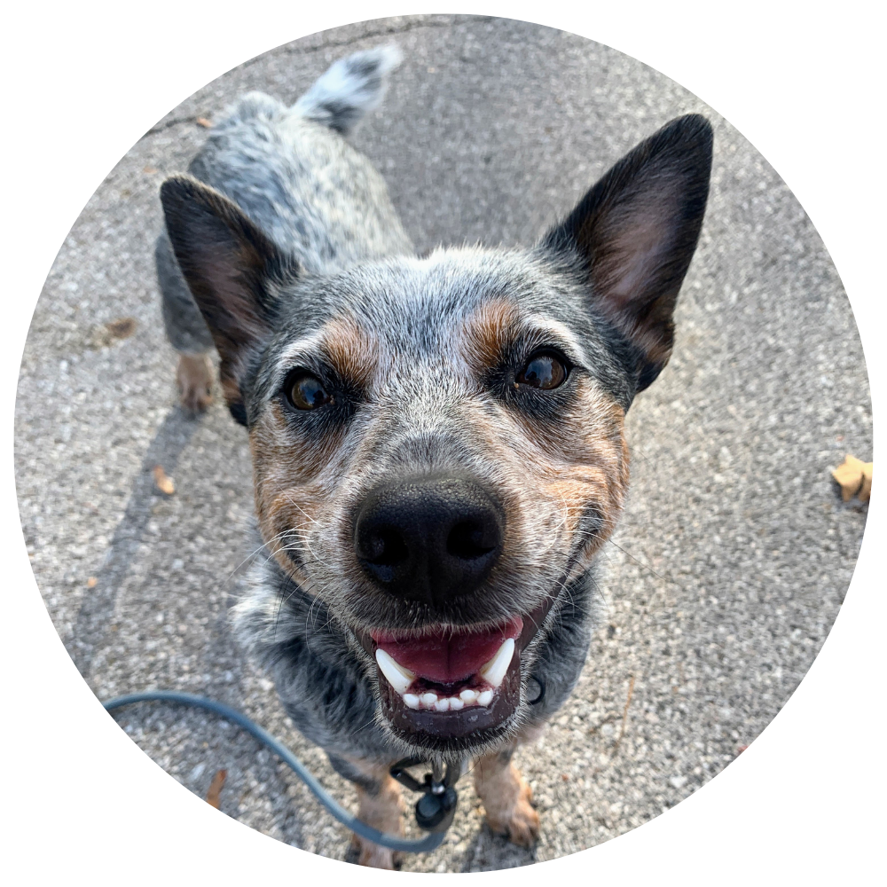 A smiling Blue heeler looking up while on a walk.