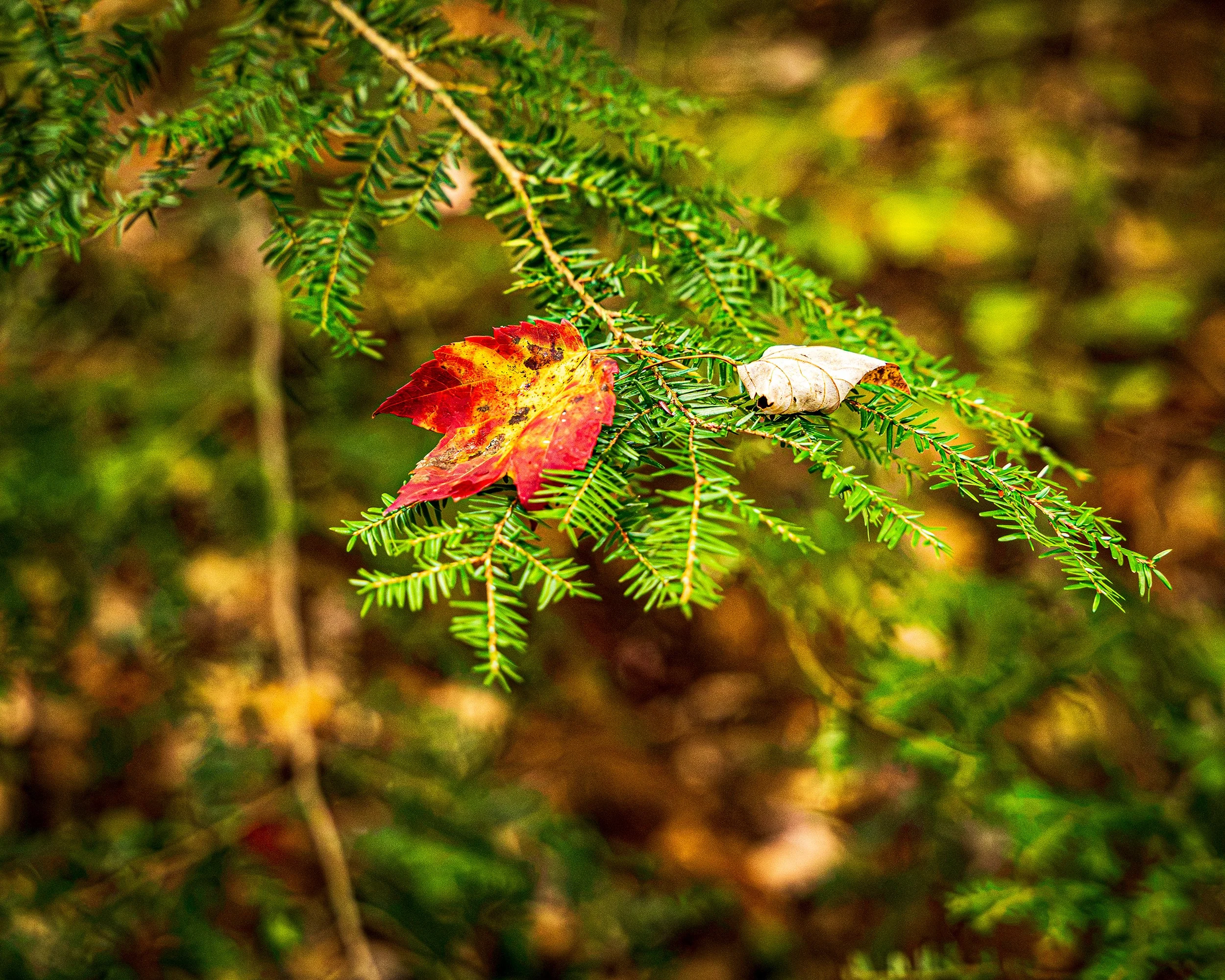 582A5955-web.jpg