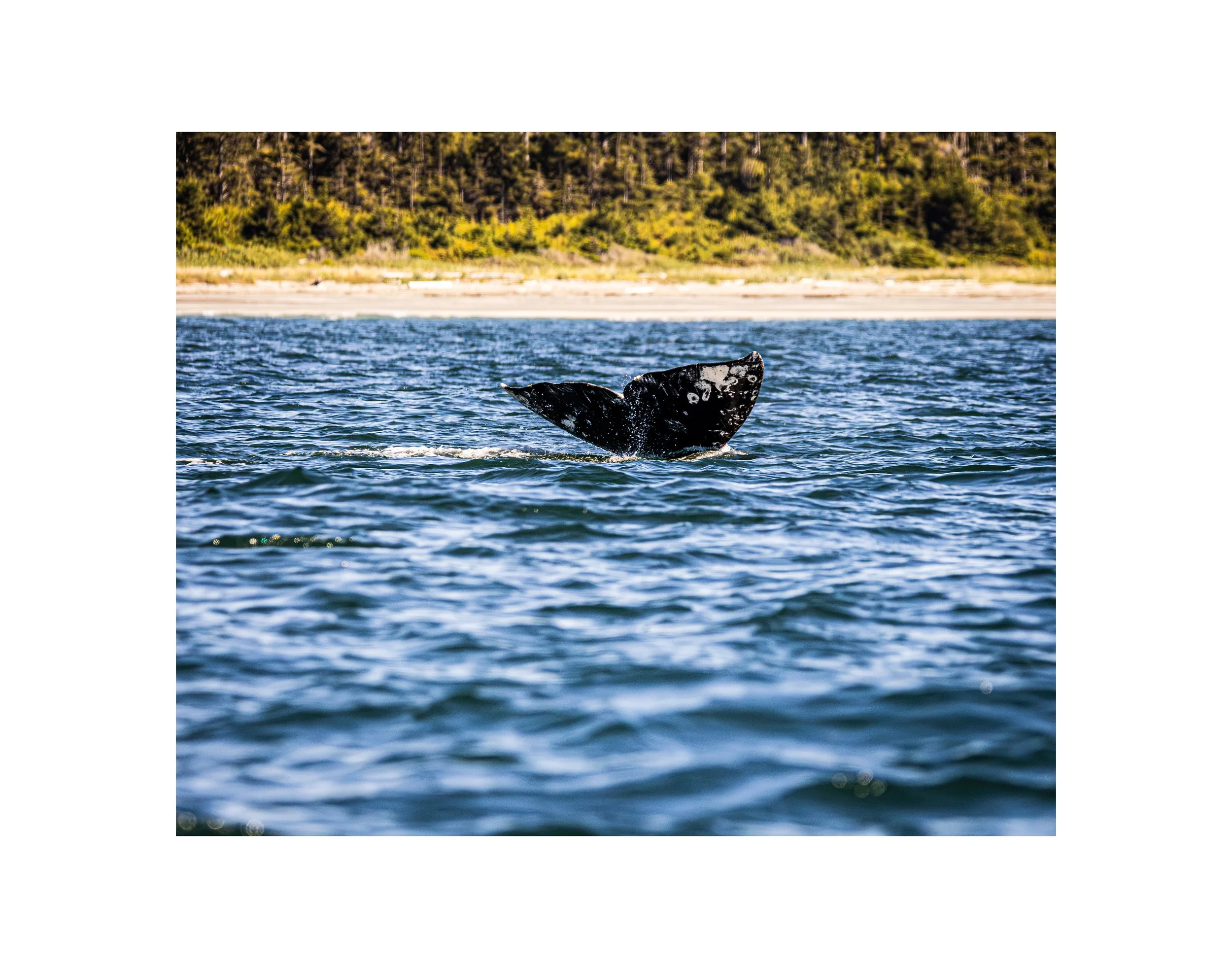 Whale_Tail_Emerging_PRINT.jpg