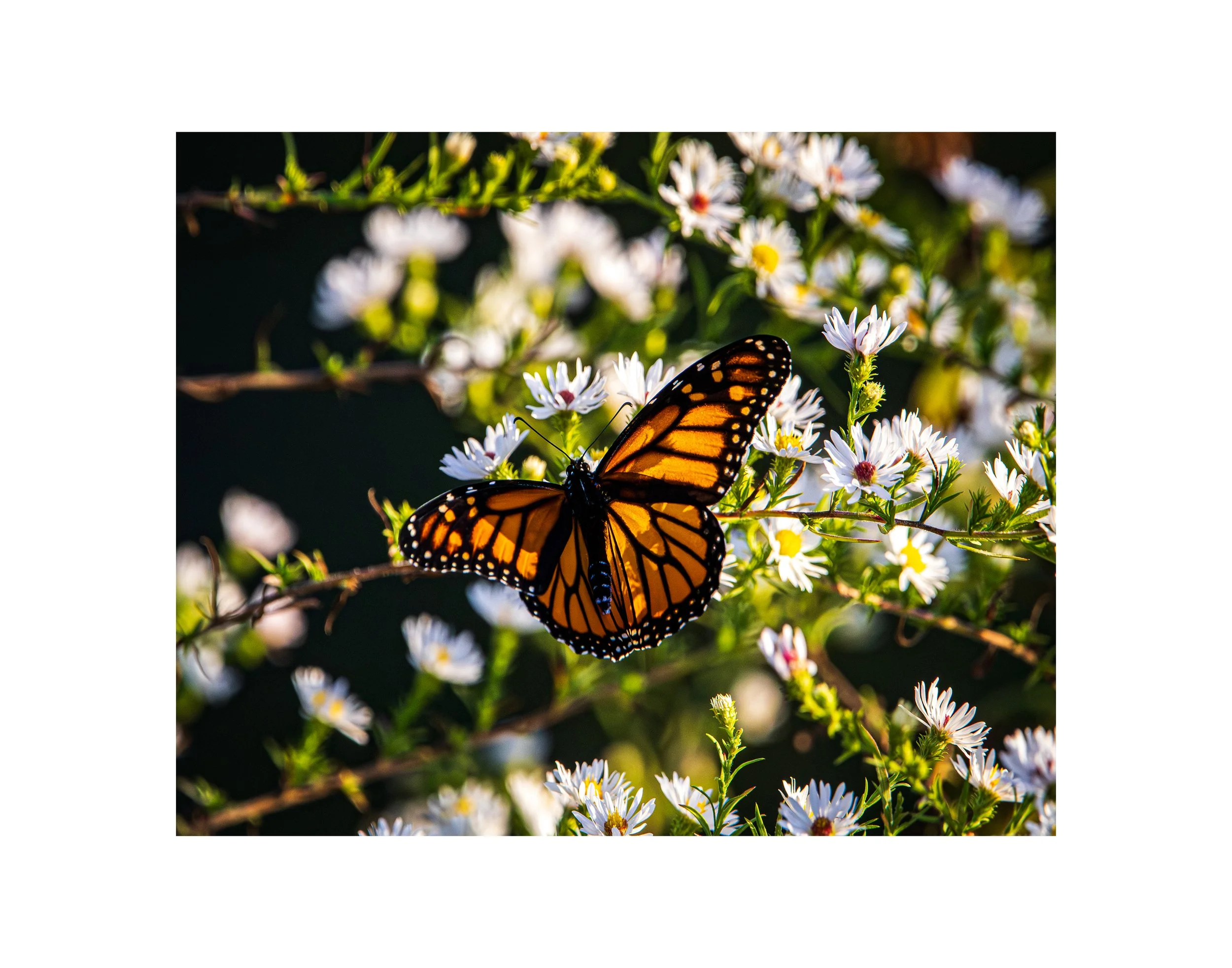 Monarch_Butterfly_on_Daises_PRINT.jpg