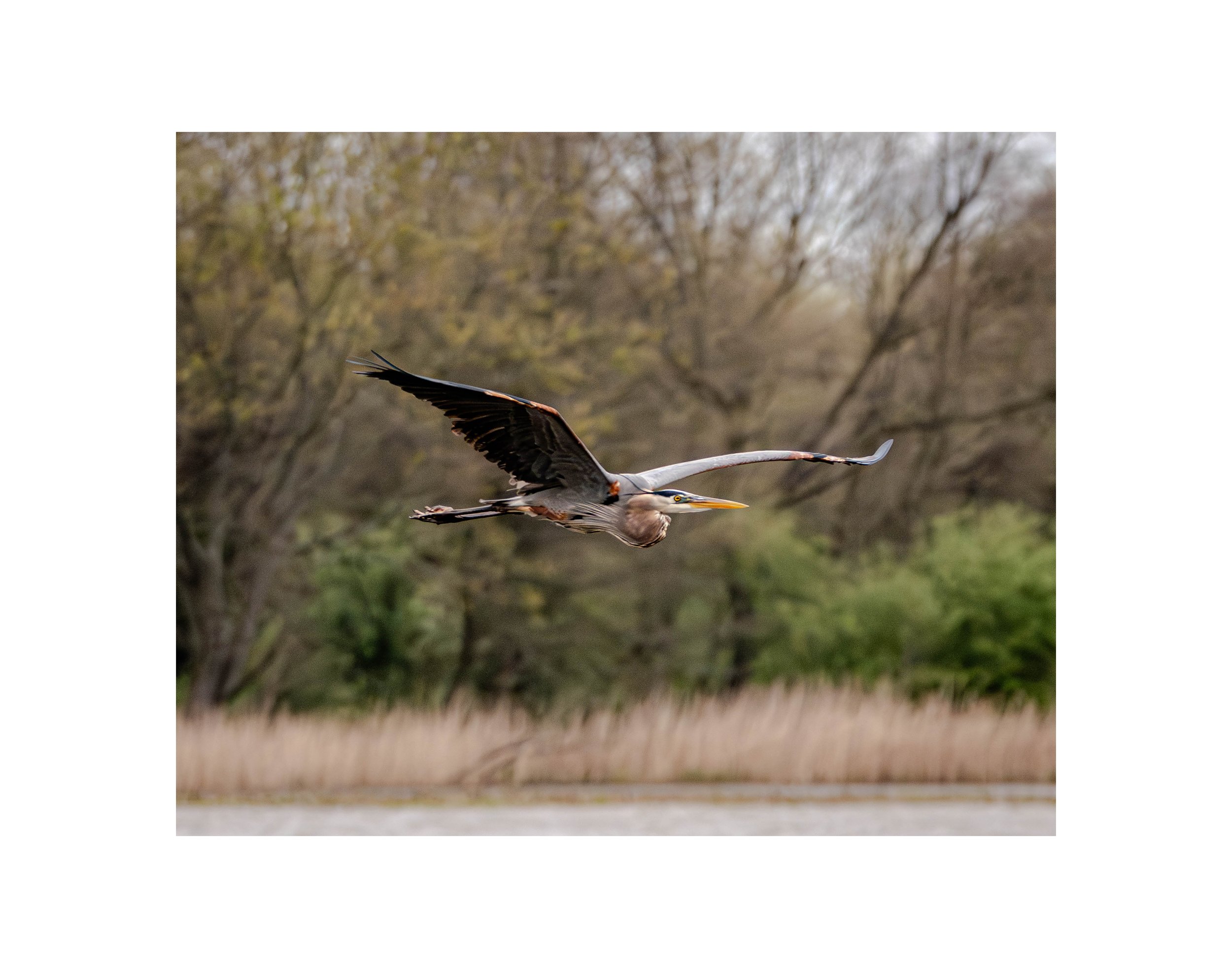 Great_Blue_Heron_in_Flight_PRINT.jpg