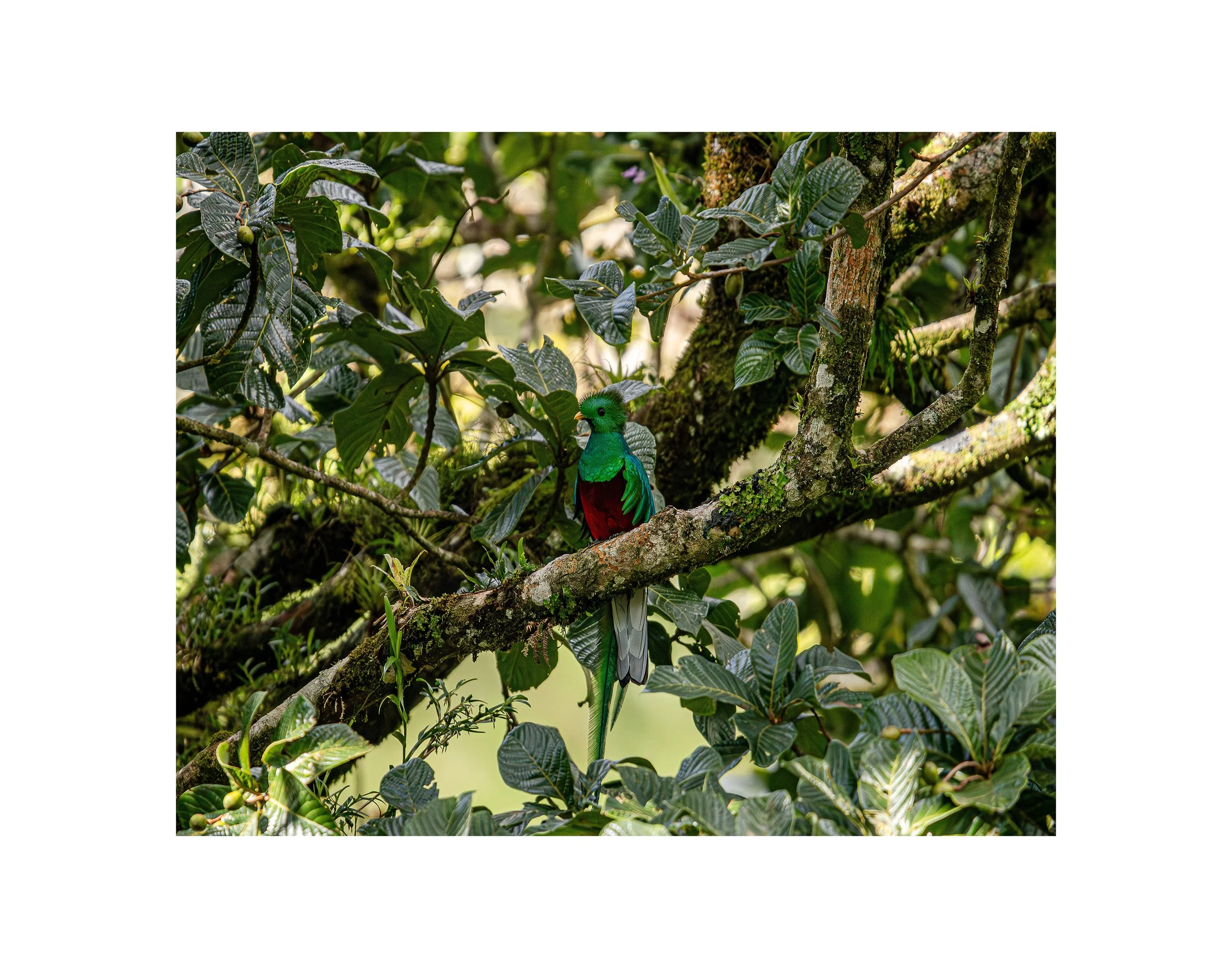 Quetzal_Quest_PRINT.jpg
