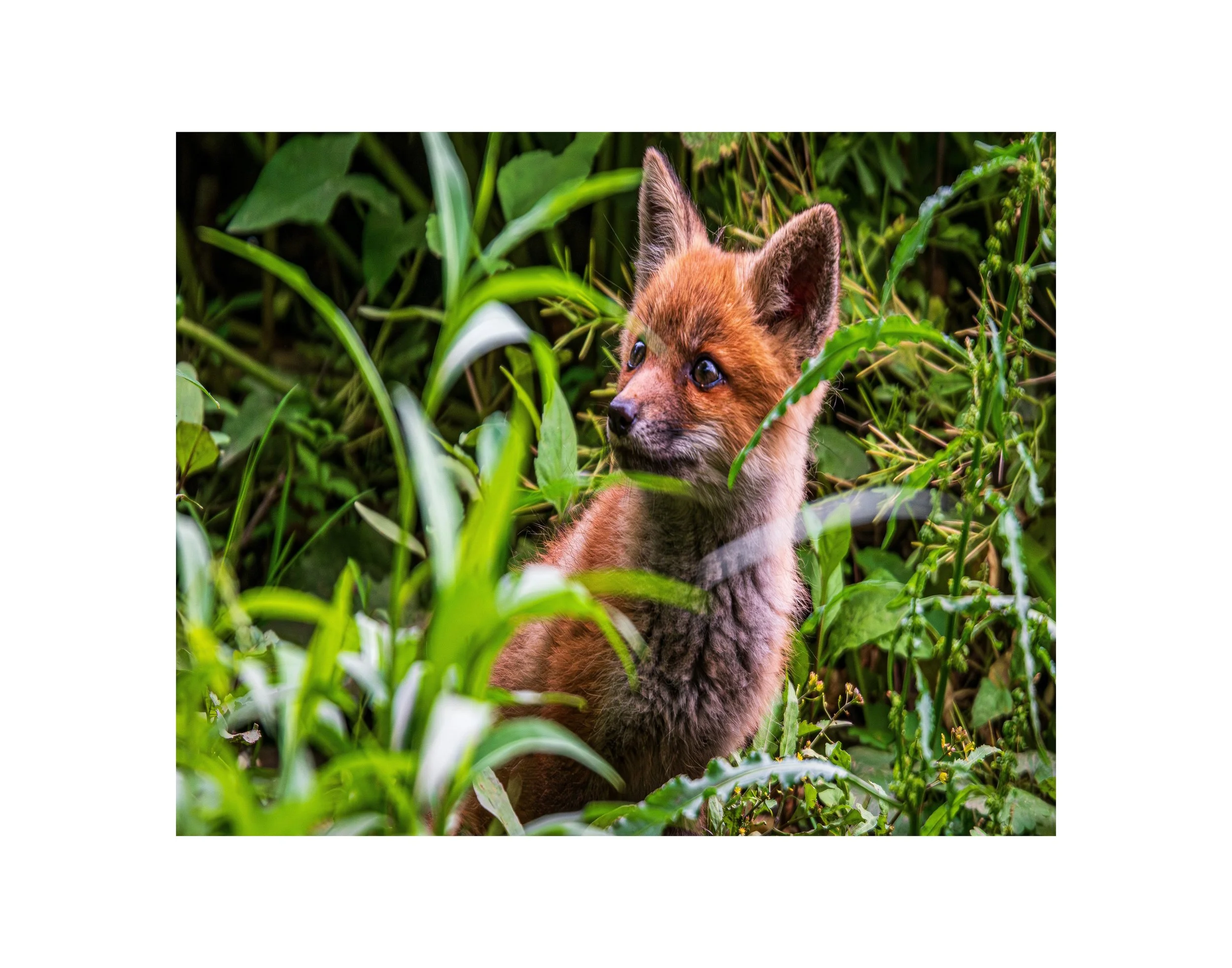 Fox_Meet-Cute_PRINT.jpg