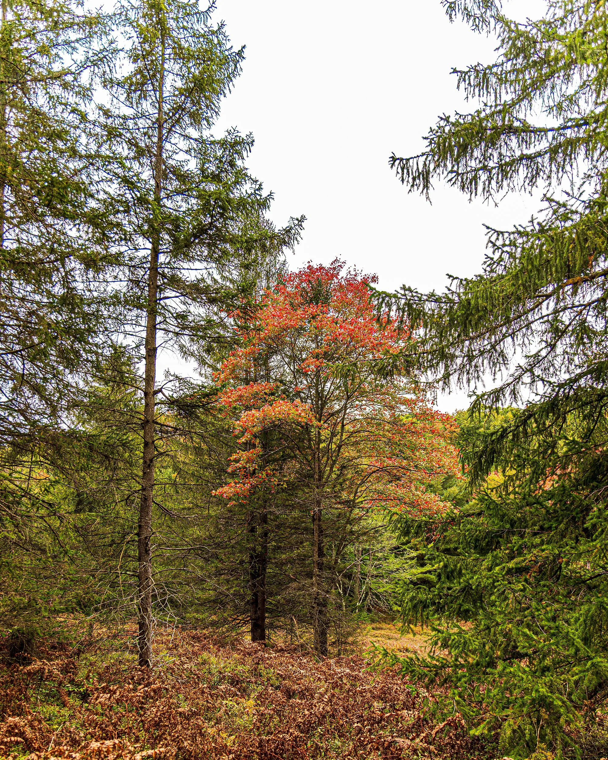 582A5923-web.jpg