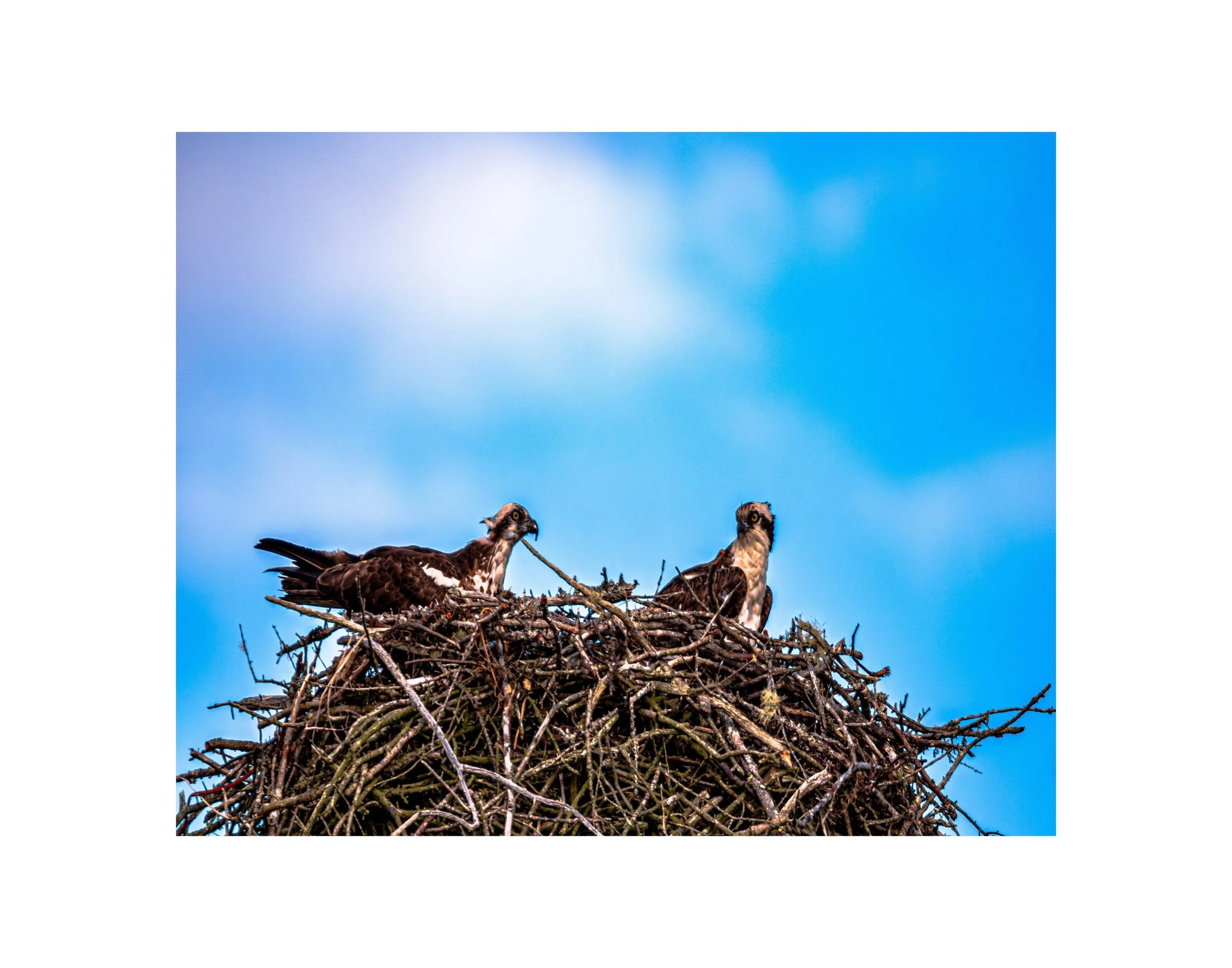 Osprey_Nesting_PRINT.jpg