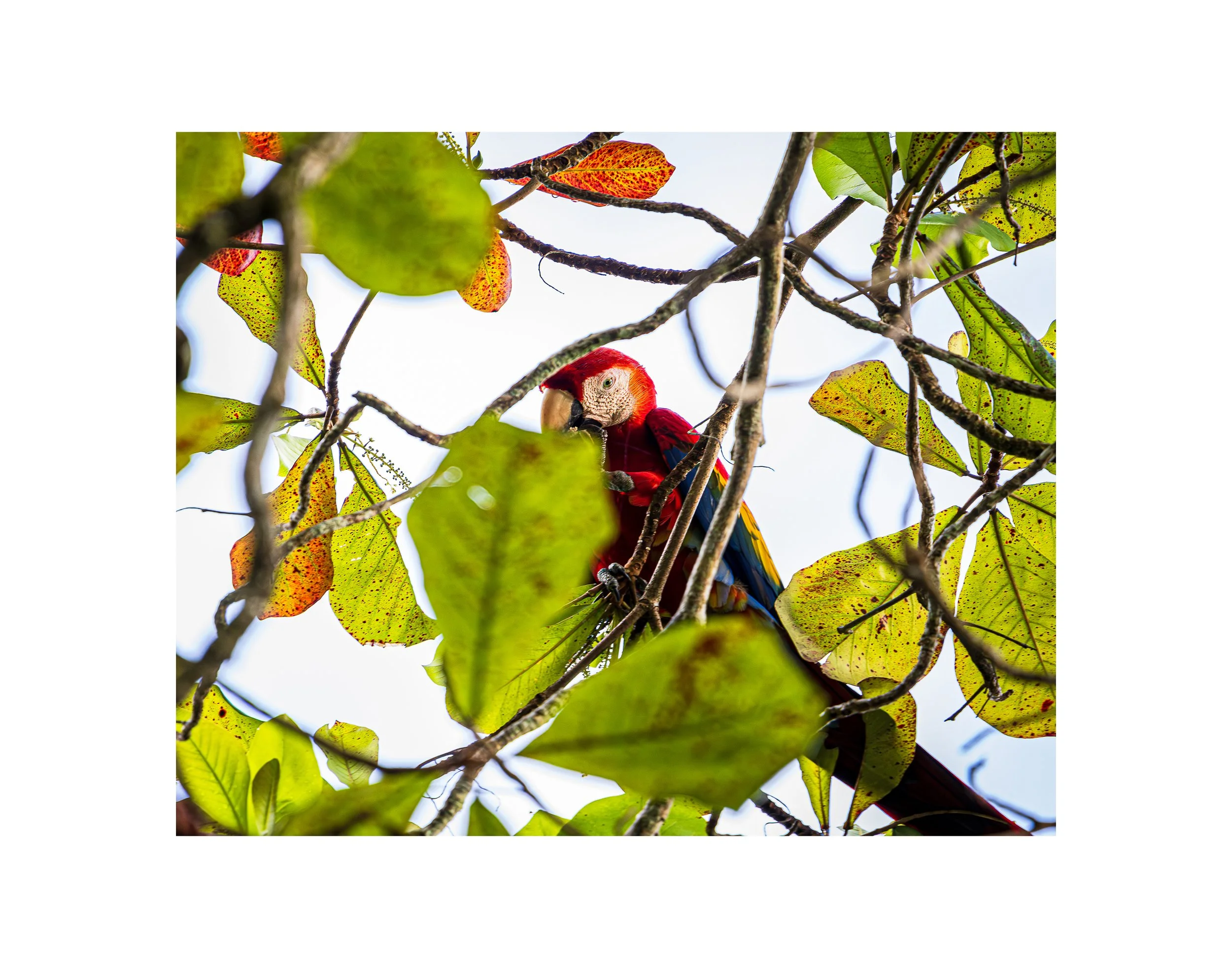 Macaw_I_See_You_PRINT.jpg