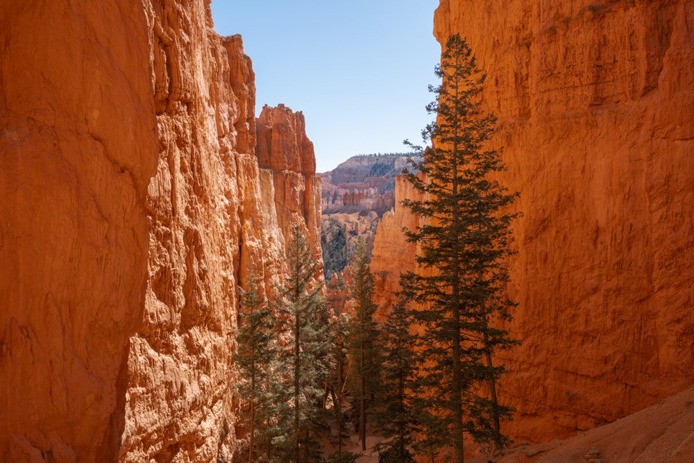 Peering Through Canyon Evergreens, Bryce Canyon, Utah