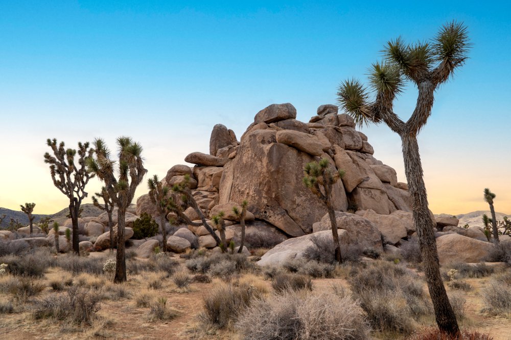 A Bouldery Oasis in Joshua Tree, Joshua Tree, California