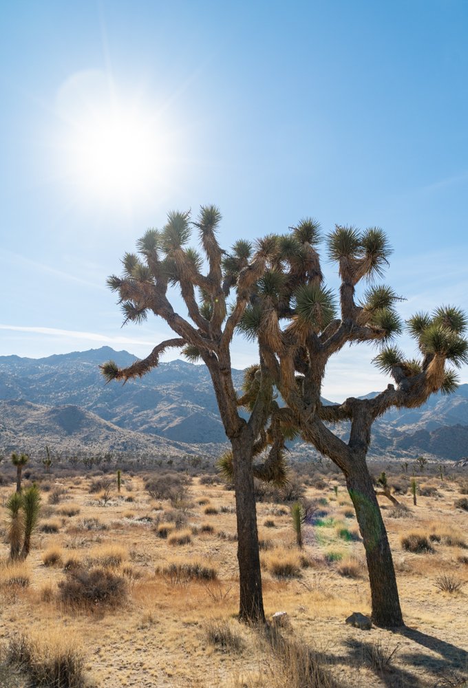 Desert Souls Interwoven, Joshua Tree, California